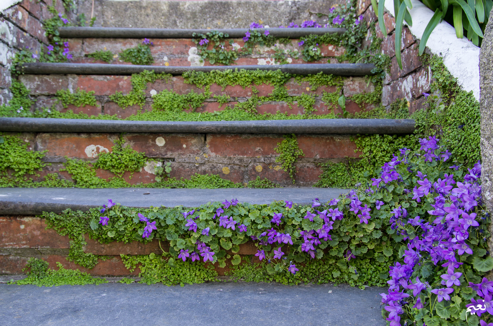 Pentax smc DA* 16-50mm F2.8 ED AL (IF) SDM sample photo. Floral stairs photography