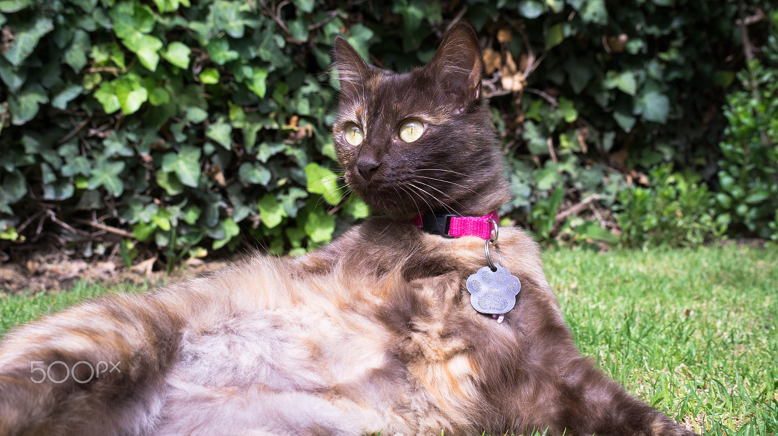 E 18-50mm F4-5.6 sample photo. Choco photography