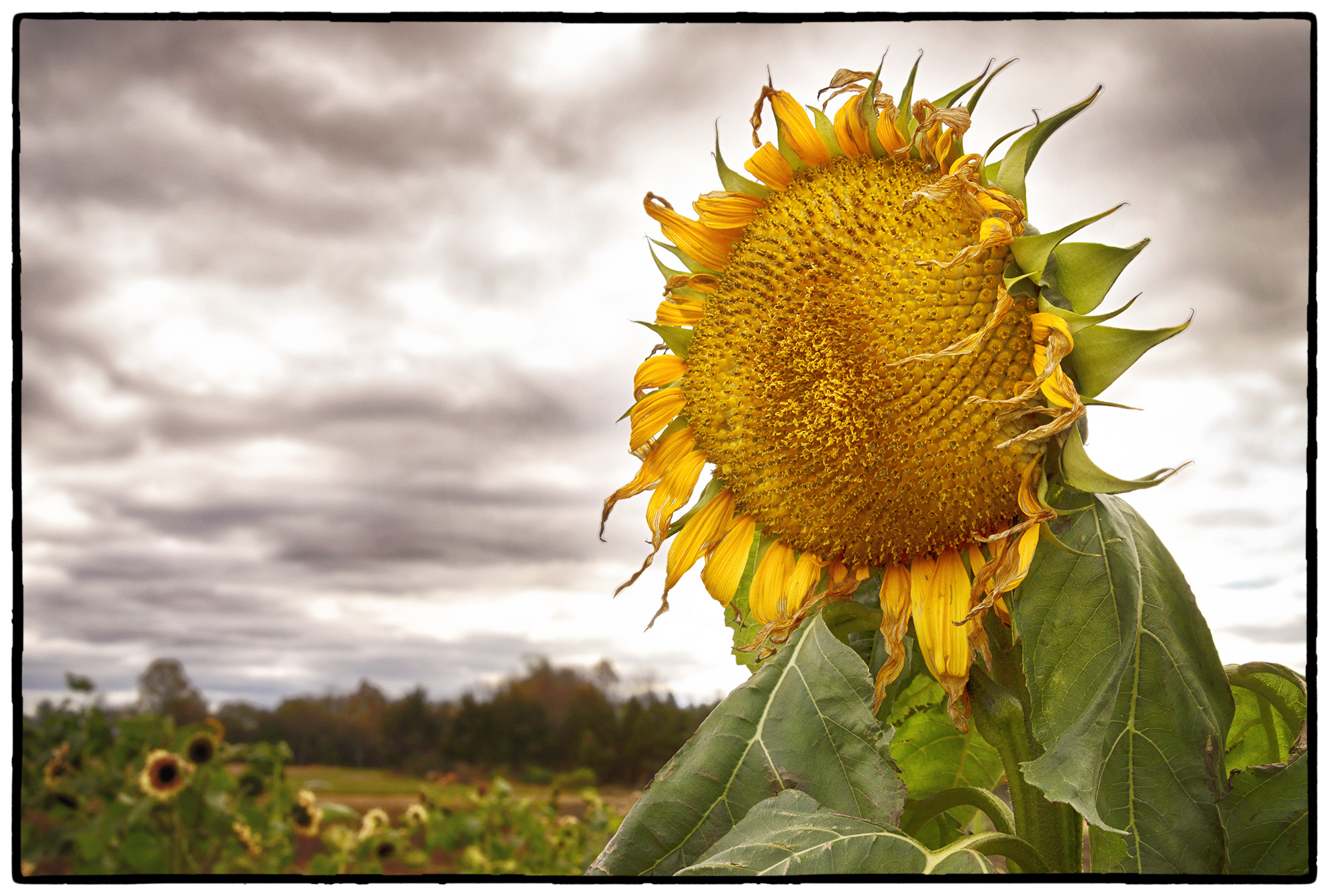 Nikon D3200 + Tamron AF 28-75mm F2.8 XR Di LD Aspherical (IF) sample photo. Sunflowers photography