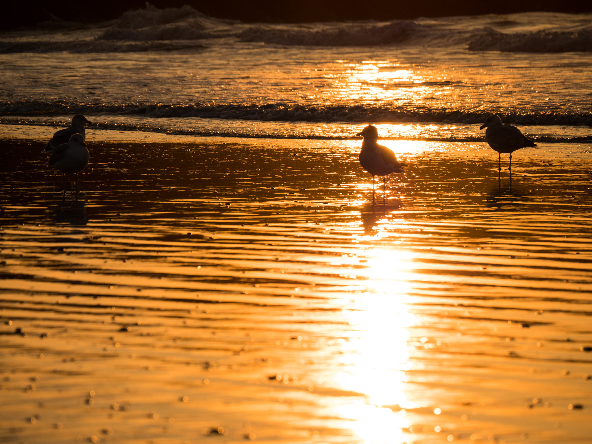 LUMIX G VARIO 45-150/F4.0-5.6 sample photo. Golden glow photography