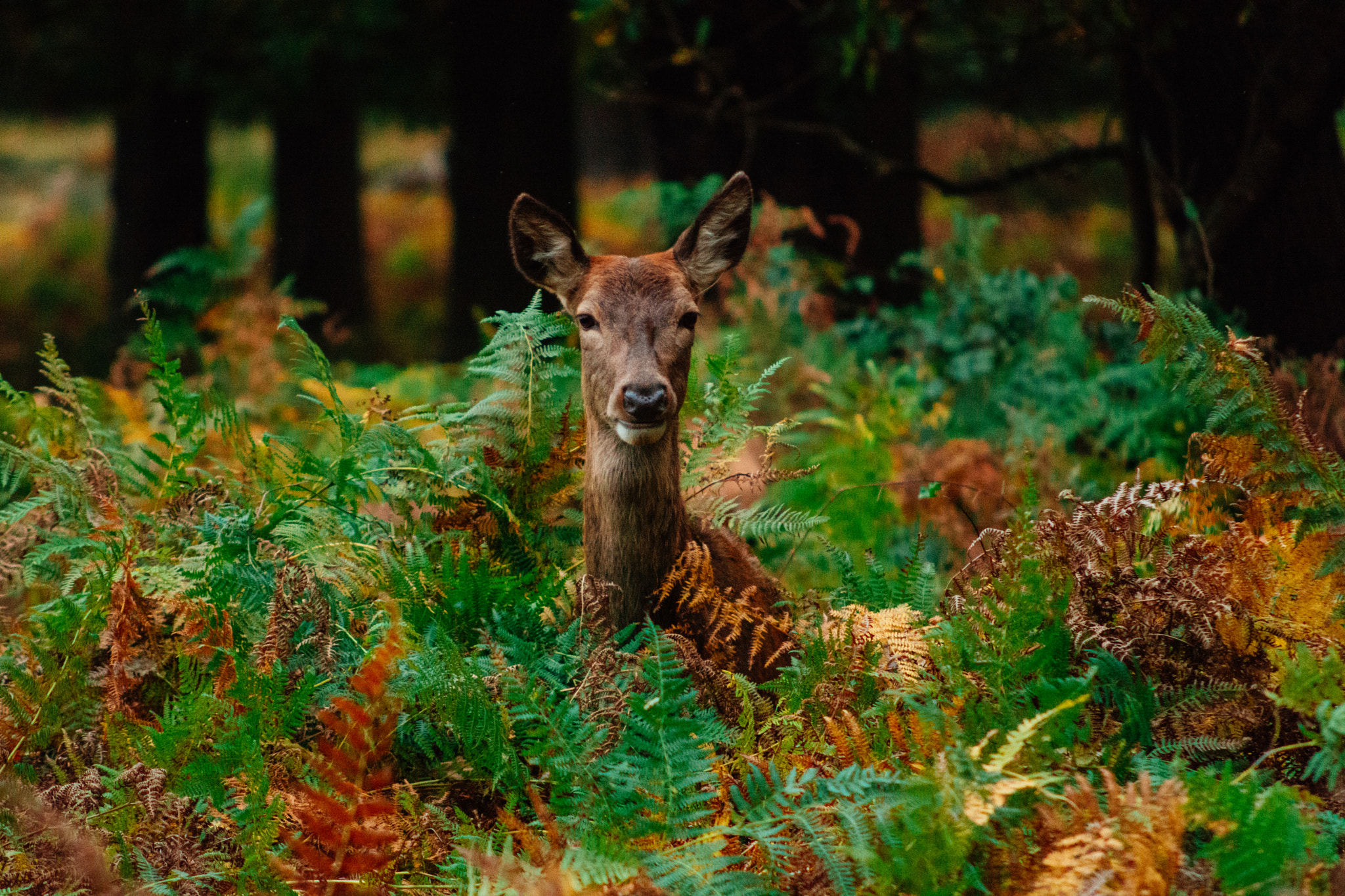 Nikon D7100 + AF Nikkor 70-210mm f/4-5.6 sample photo. In the midst of colours photography