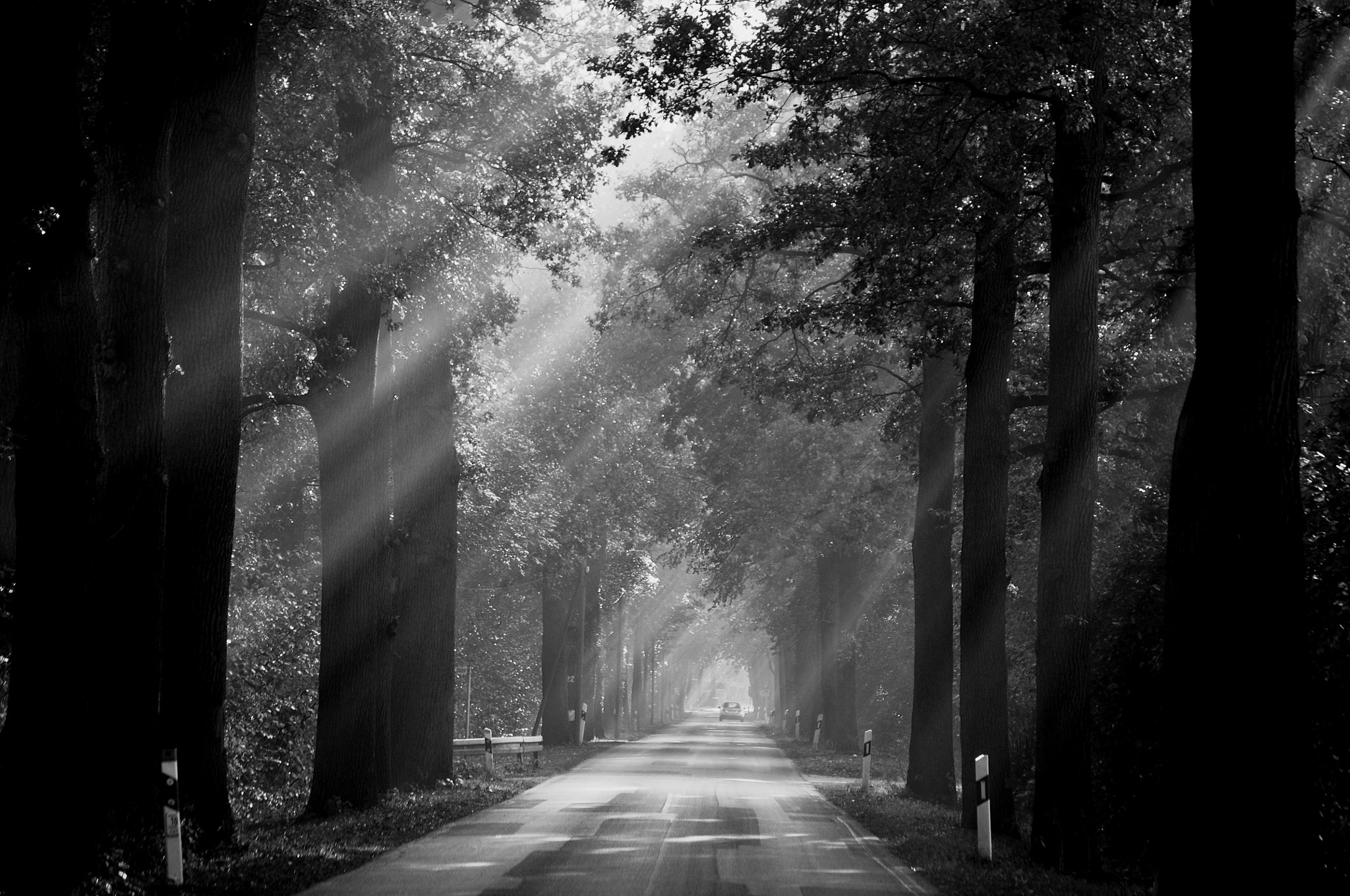 Nikon D300S sample photo. Fog in bw, niederrhein , germany. photography