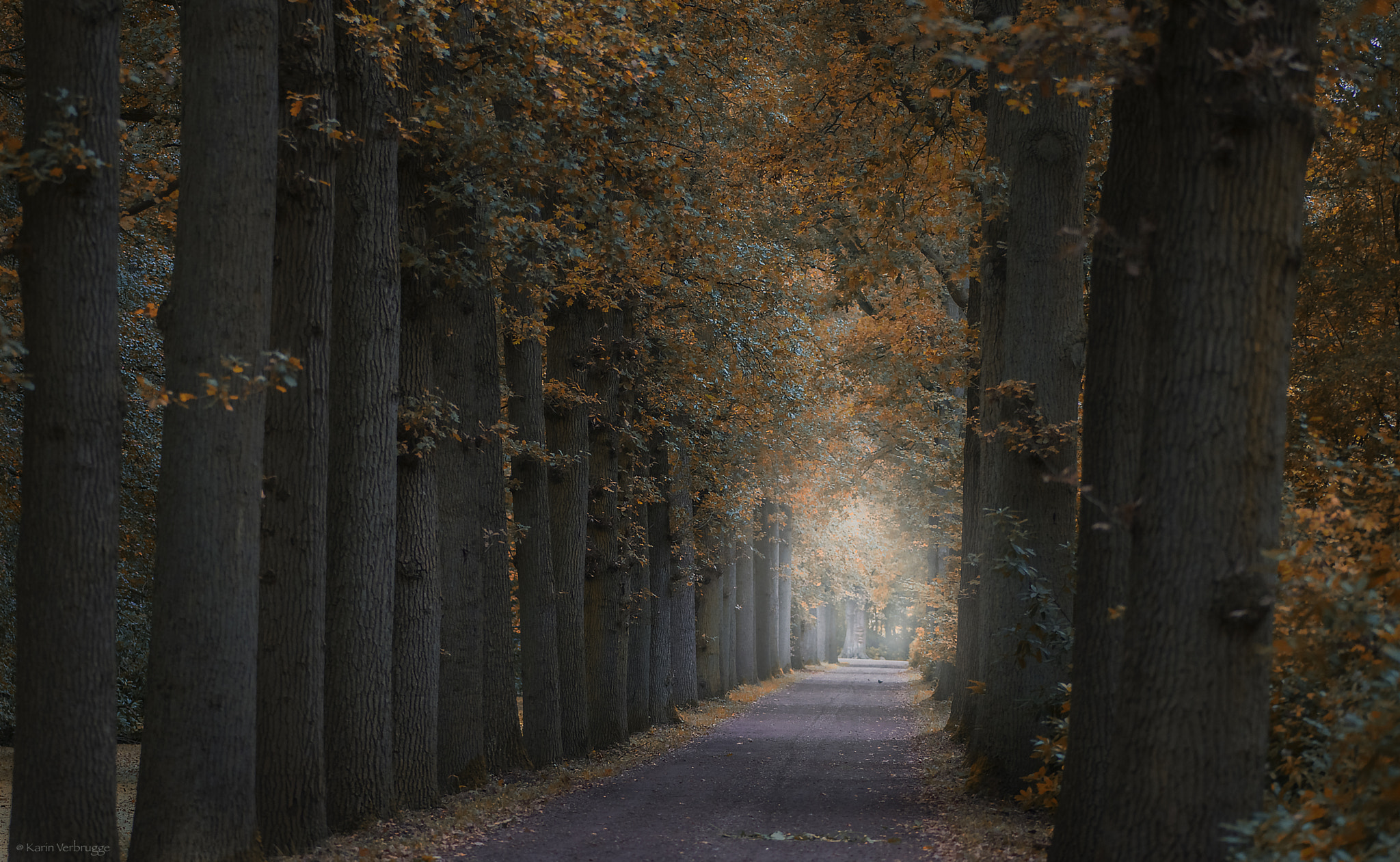 Nikon AF-S Micro-Nikkor 105mm F2.8G IF-ED VR sample photo. Forest lane photography