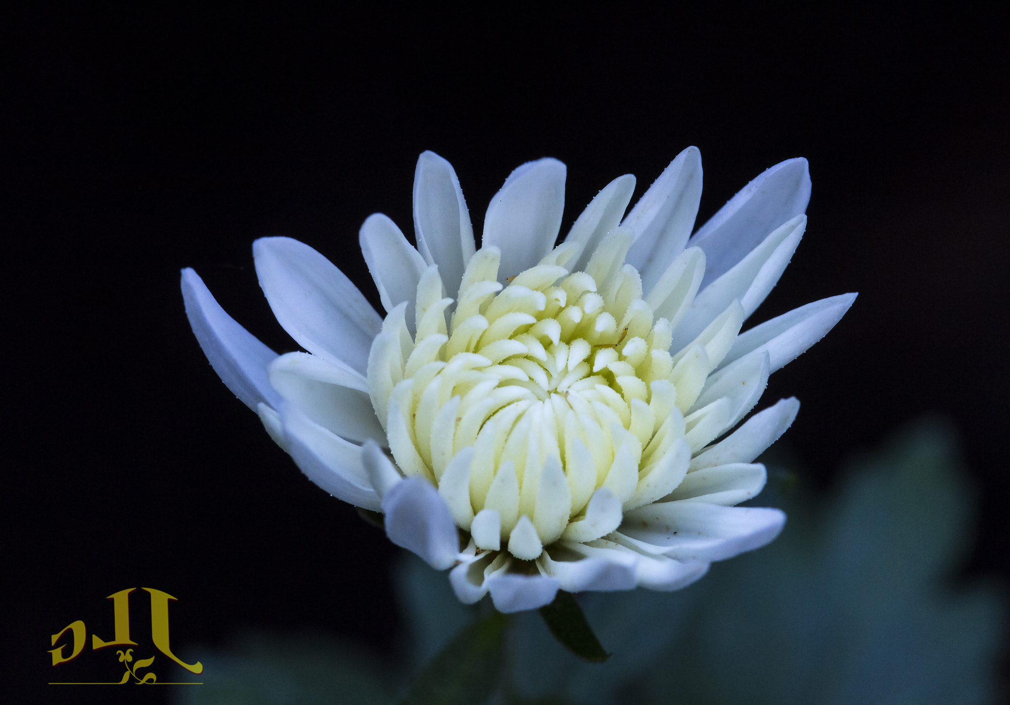 Canon EOS 650D (EOS Rebel T4i / EOS Kiss X6i) sample photo. Fragile photography