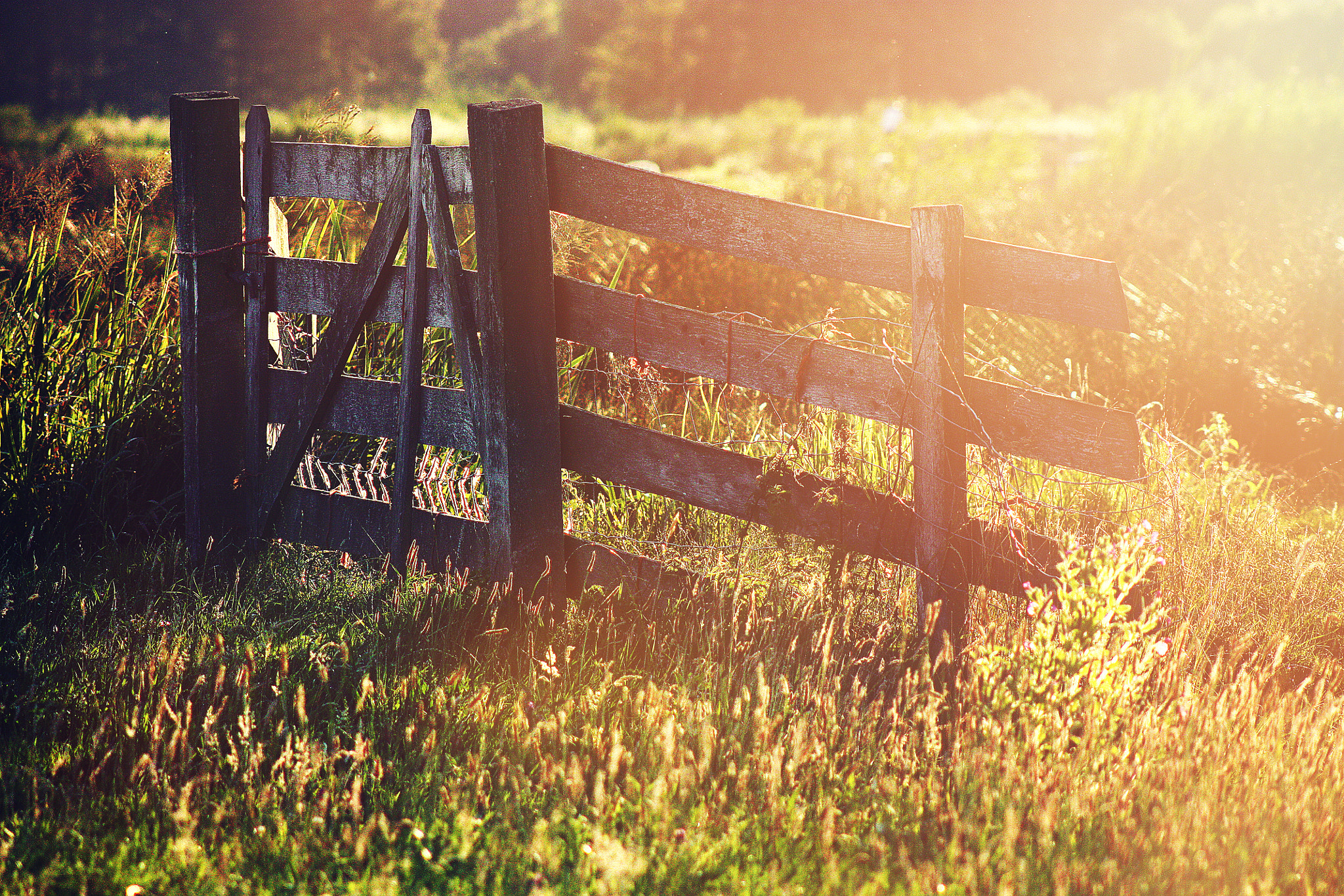 Canon EF 75-300mm f/4-5.6 USM sample photo. Summer feeling photography