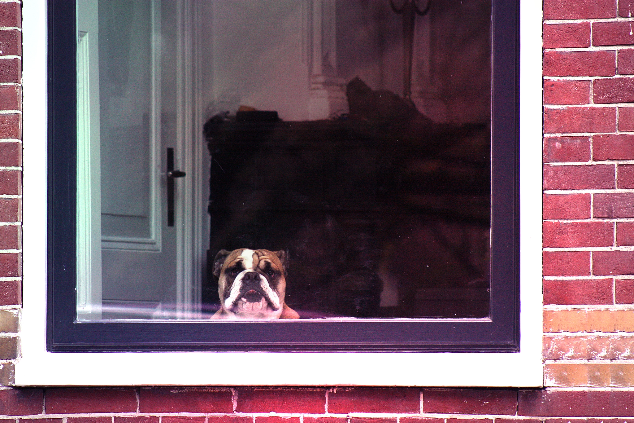 Canon EF 75-300mm f/4-5.6 USM sample photo. Puppy surveillance system photography