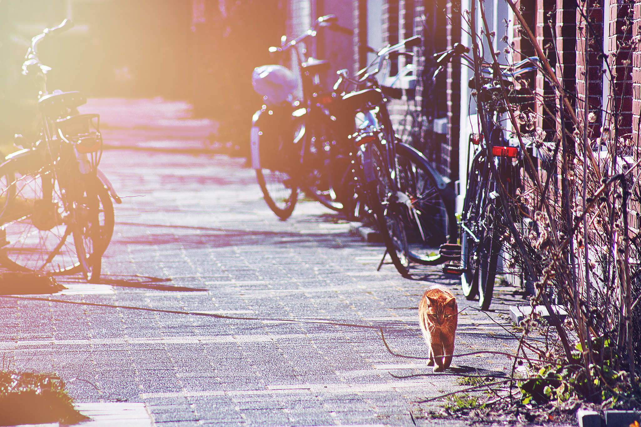 Canon EF 75-300mm f/4-5.6 USM sample photo. Street life photography