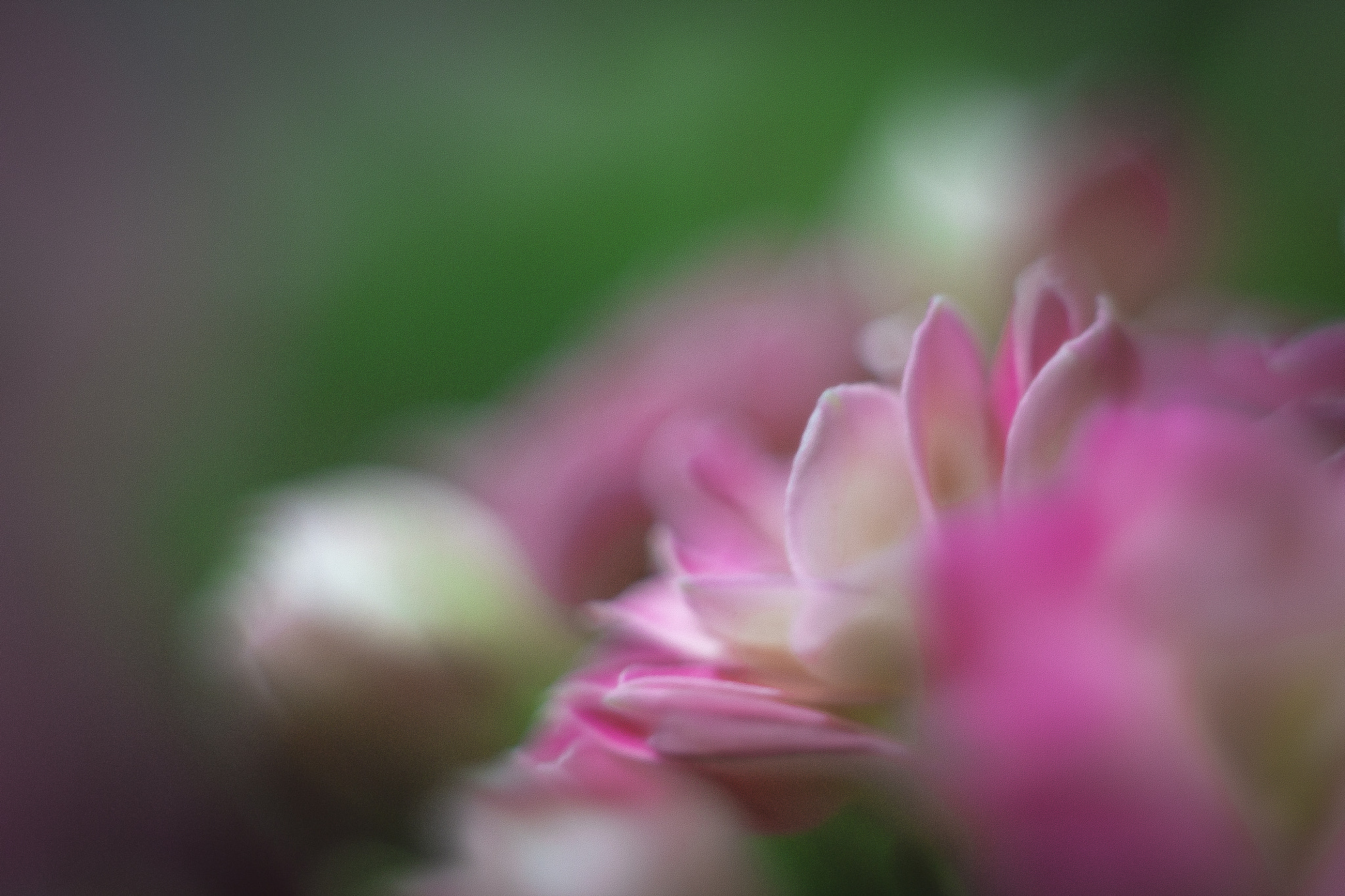 Canon EF 35-80mm f/4-5.6 sample photo. Img photography