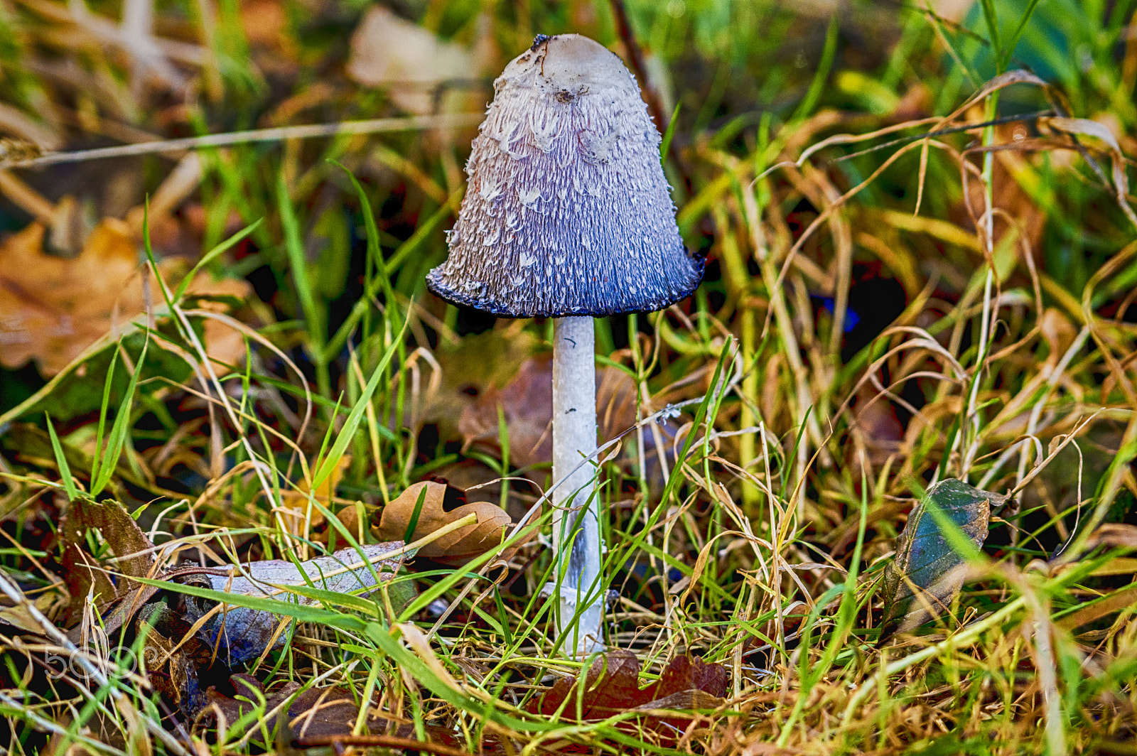 Nikon AF-S Nikkor 200-500mm F5.6E ED VR sample photo. Mushroom photography