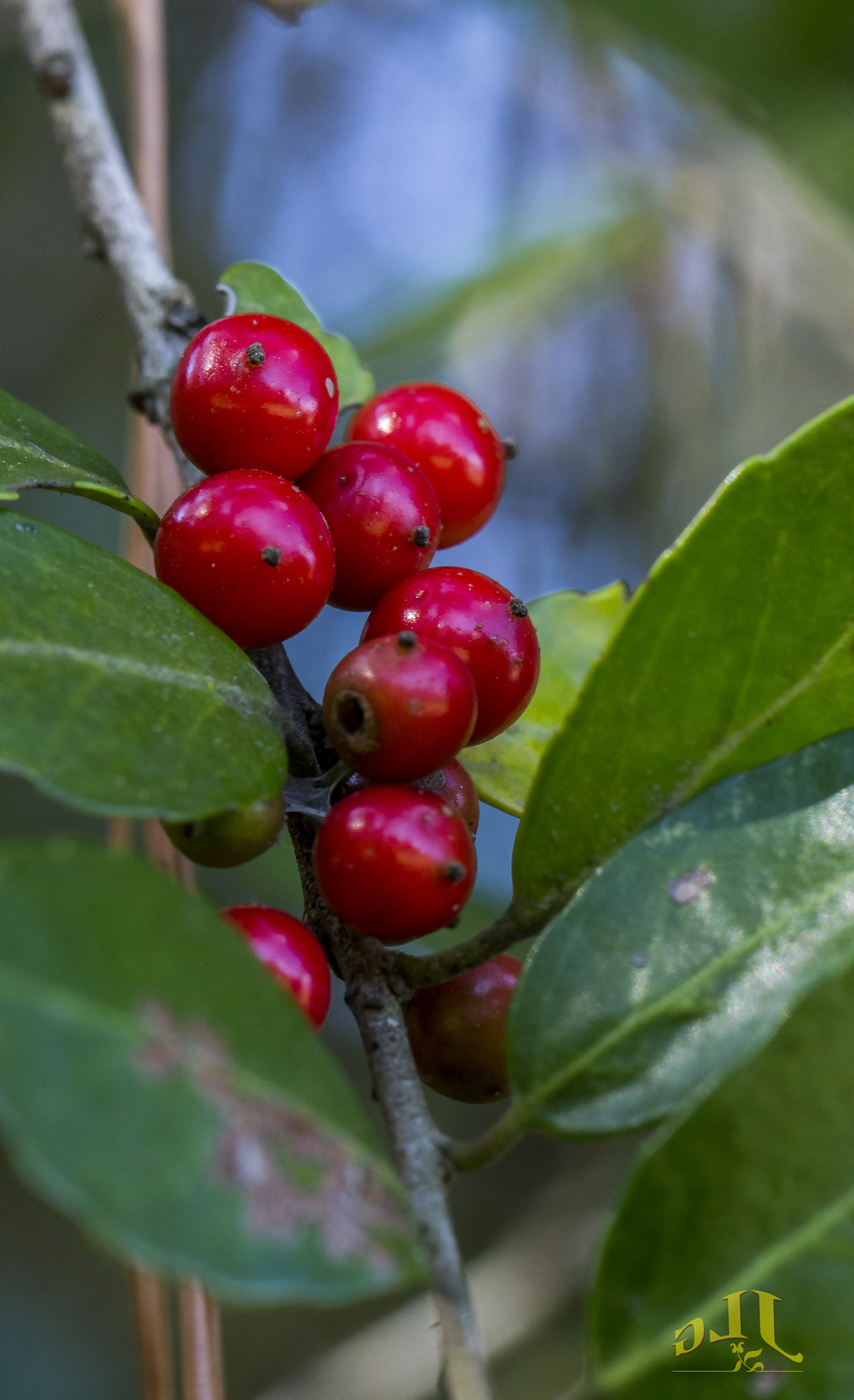 Canon EOS 650D (EOS Rebel T4i / EOS Kiss X6i) sample photo. Berry time photography