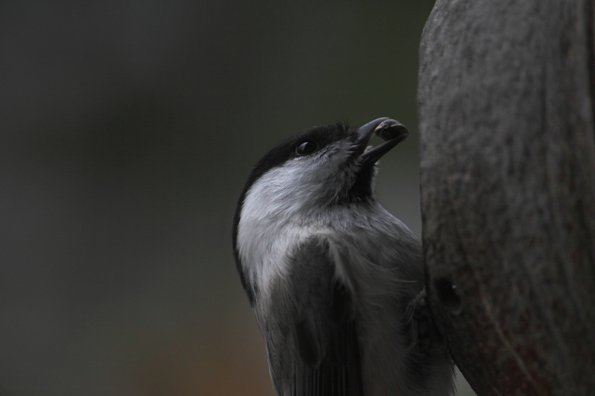 Canon EF-S 55-250mm F4-5.6 IS II sample photo. Look ii photography