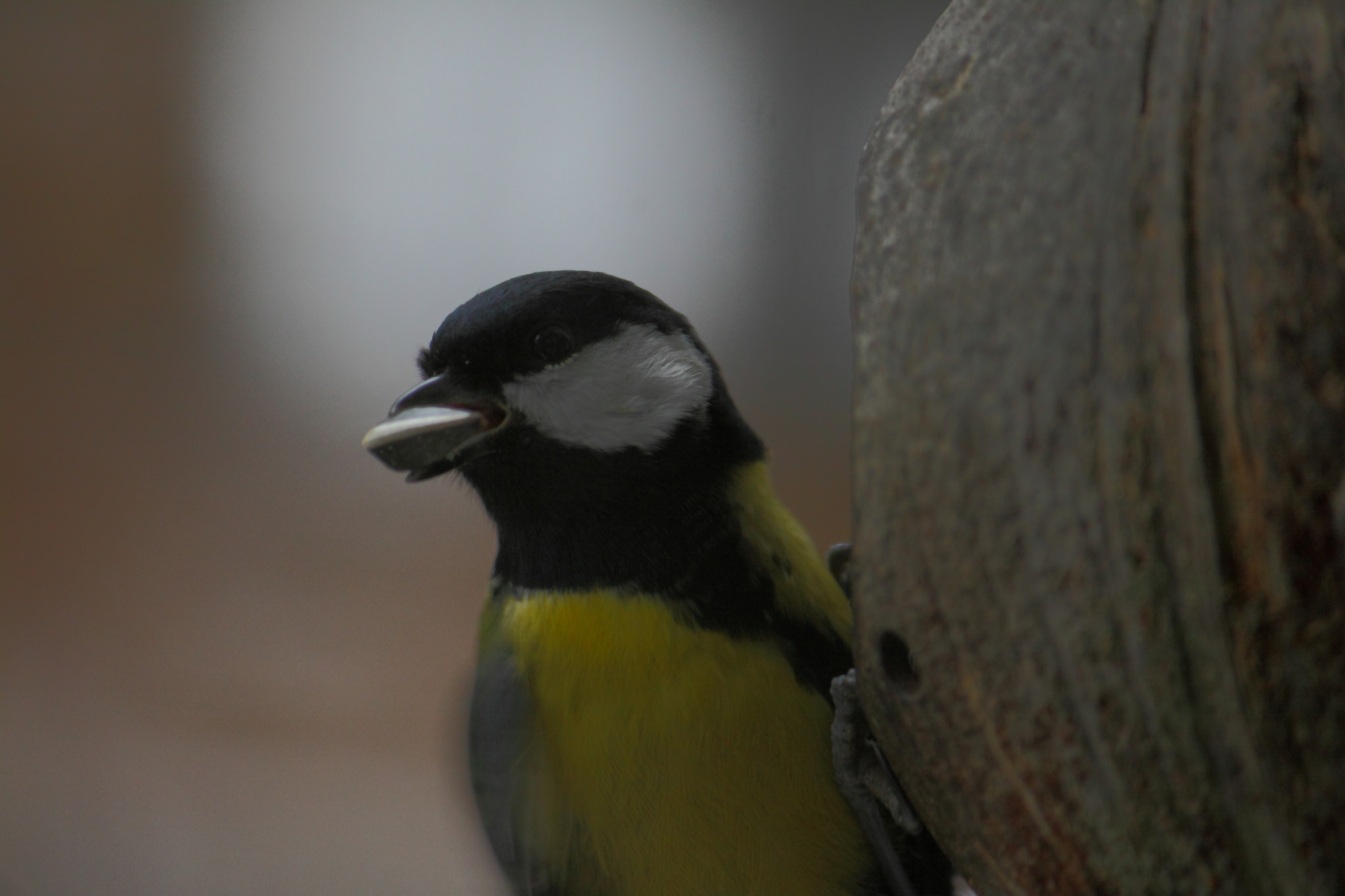 Canon EF-S 55-250mm F4-5.6 IS II sample photo. Look iiii photography