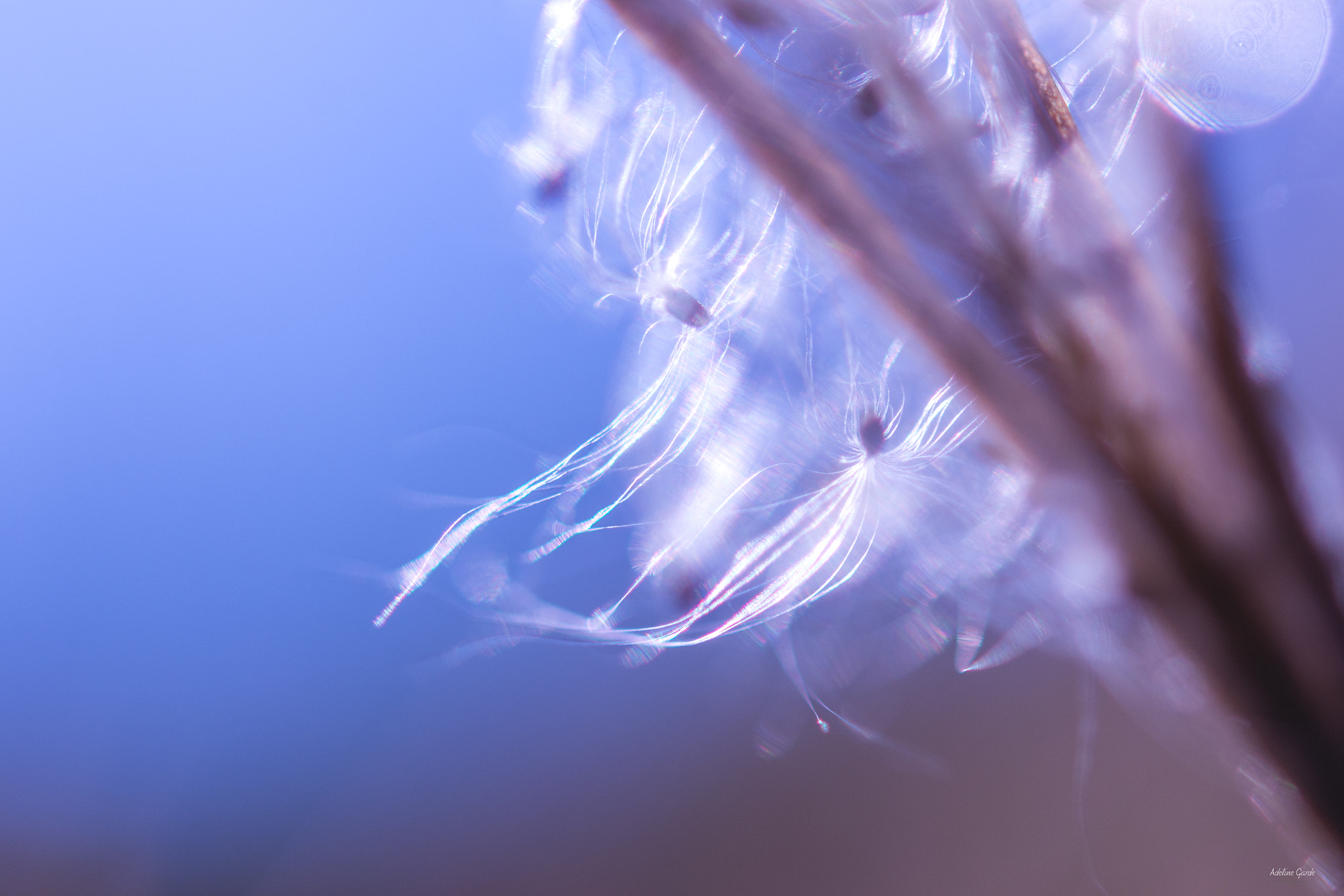 Nikon AF-S Micro-Nikkor 60mm F2.8G ED sample photo. Virevolte photography