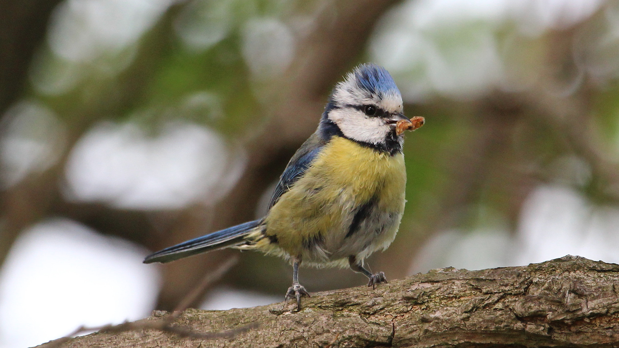 Canon EF 100-400mm F4.5-5.6L IS USM sample photo. Blue tit with food photography