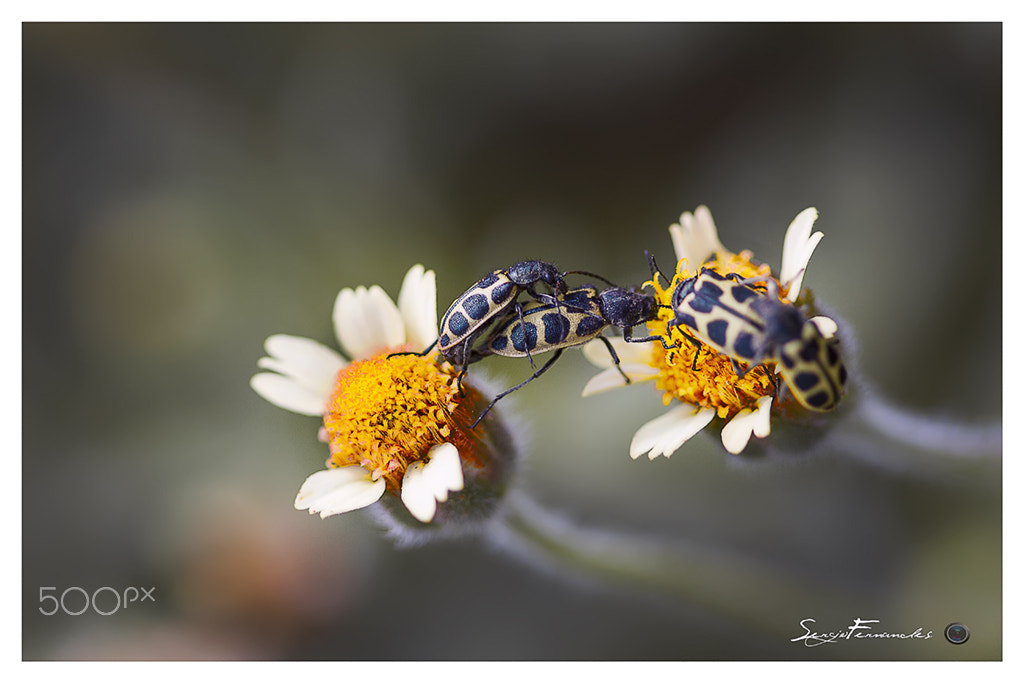 Canon EF 100mm F2.8 Macro USM sample photo. Amor na floresta photography