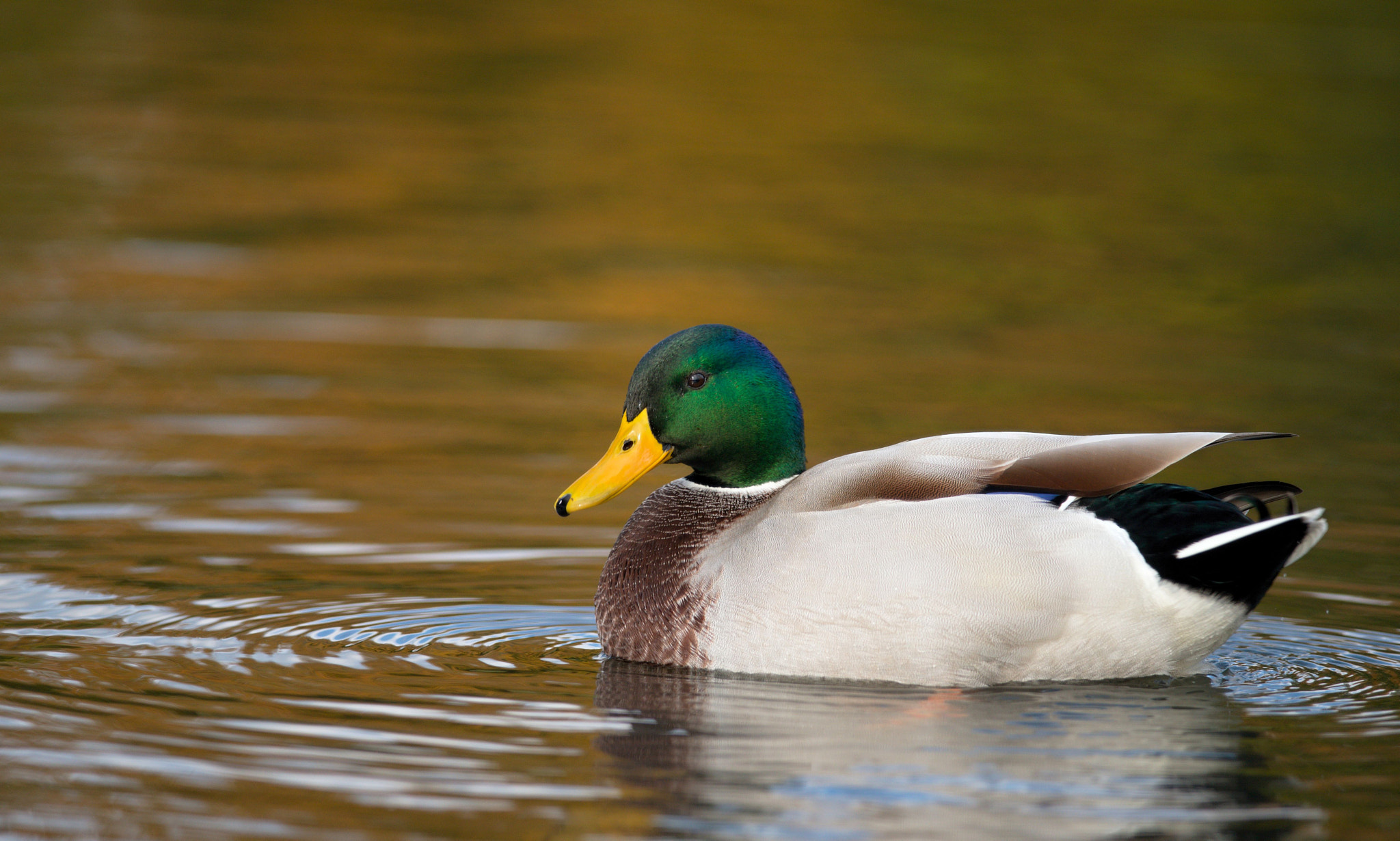 Nikon D610 + Nikon AF-S Nikkor 300mm F4D ED-IF sample photo. Dsc_9296_01.jpg photography