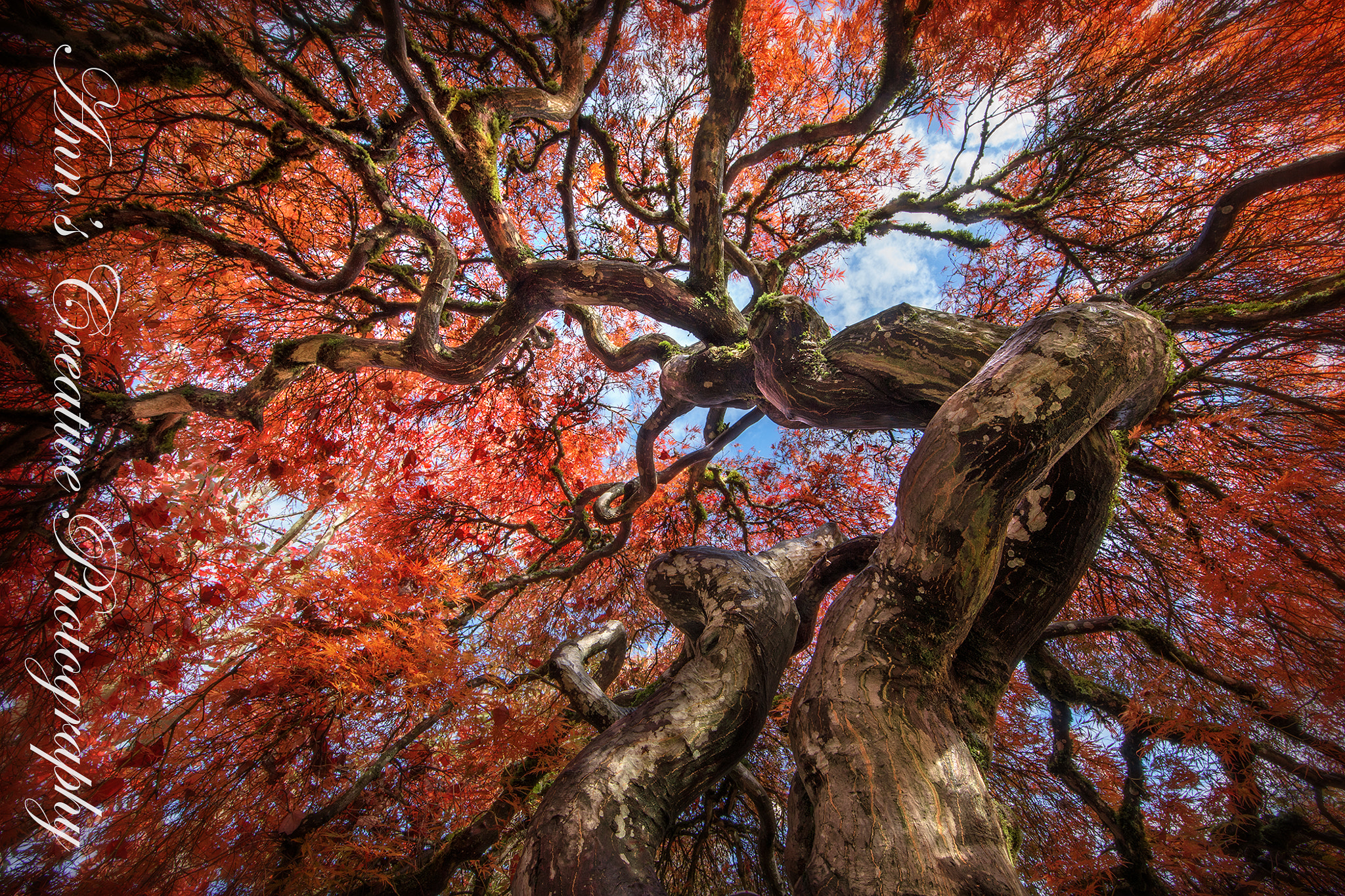 Canon EF 14mm F2.8L II USM sample photo. Twisted photography