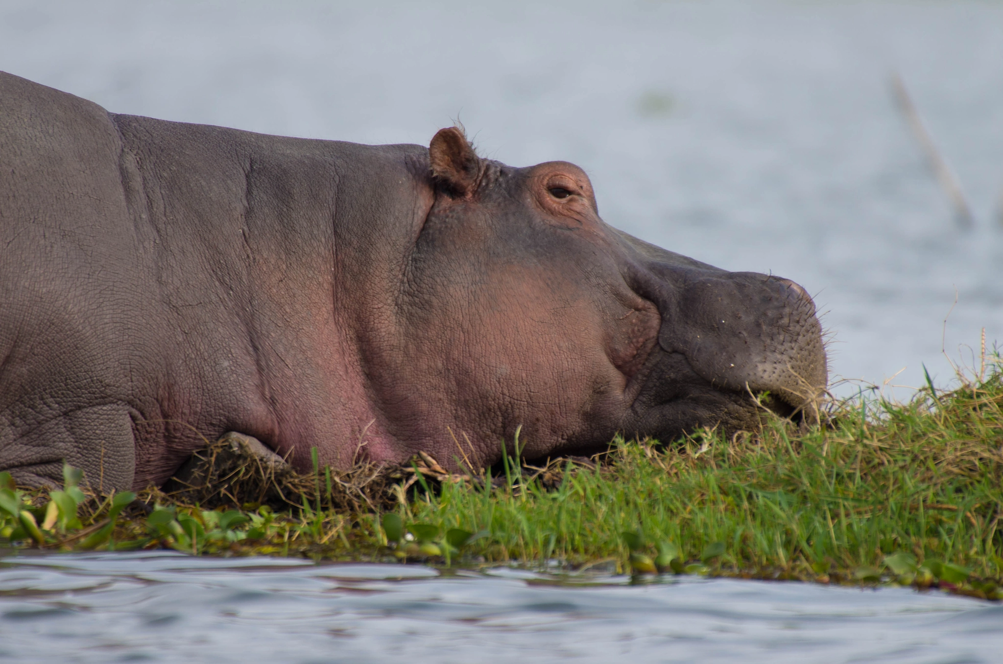 Pentax K-5 IIs + Sigma 50-500mm F4.5-6.3 DG OS HSM sample photo. Hippo stare photography