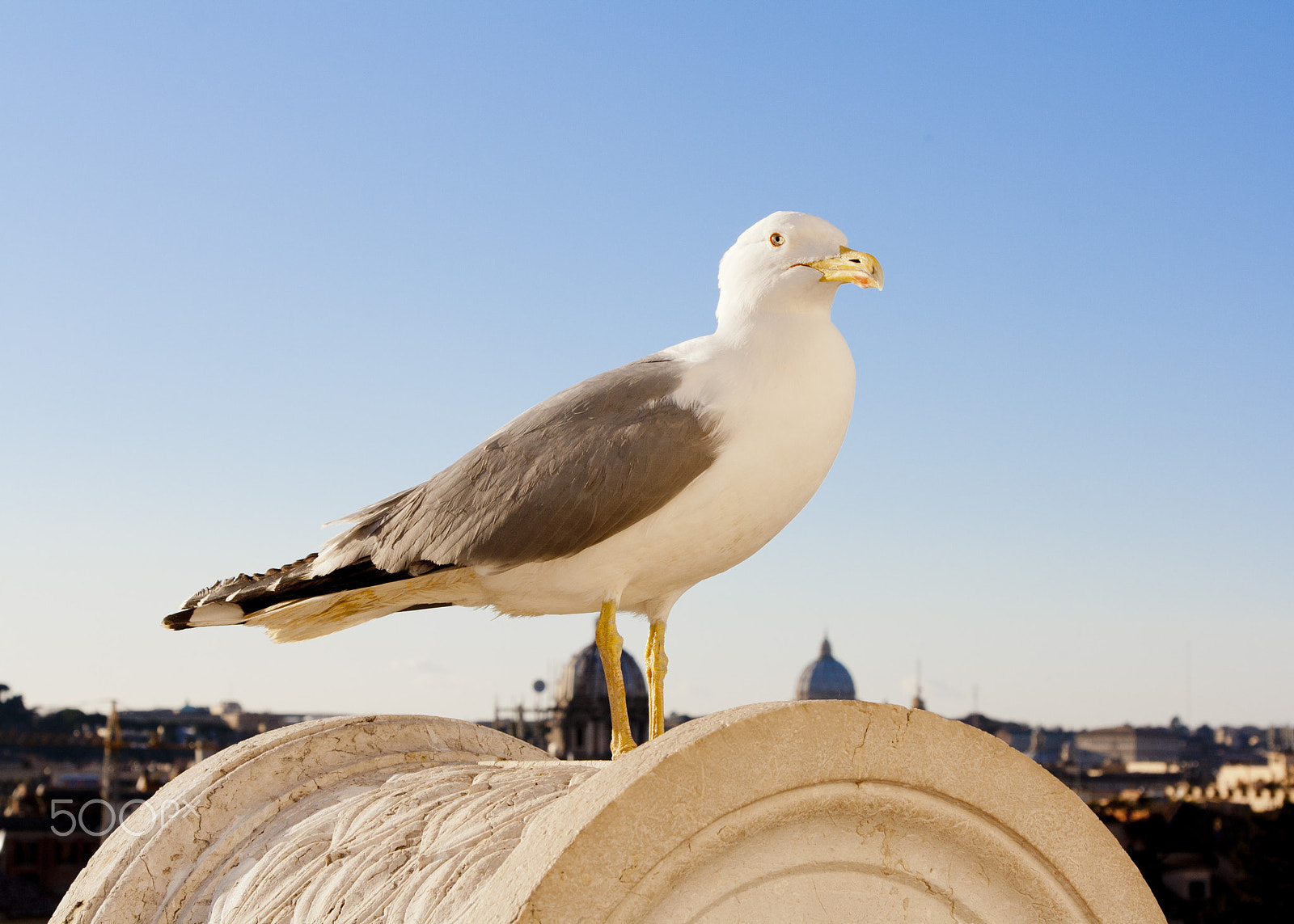 Canon EOS 1000D (EOS Digital Rebel XS / EOS Kiss F) + Canon EF 24-105mm F4L IS USM sample photo. White seagull on the stone photography