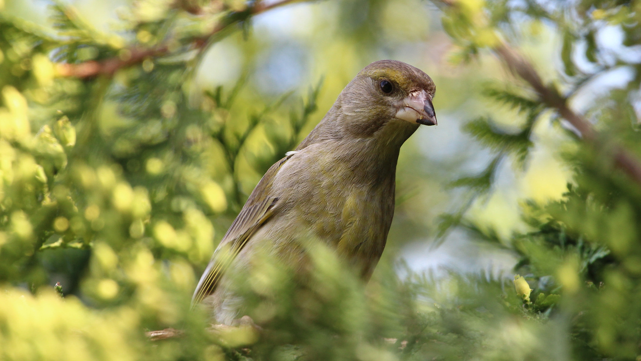 Canon EF 100-400mm F4.5-5.6L IS USM sample photo. Green finch photography