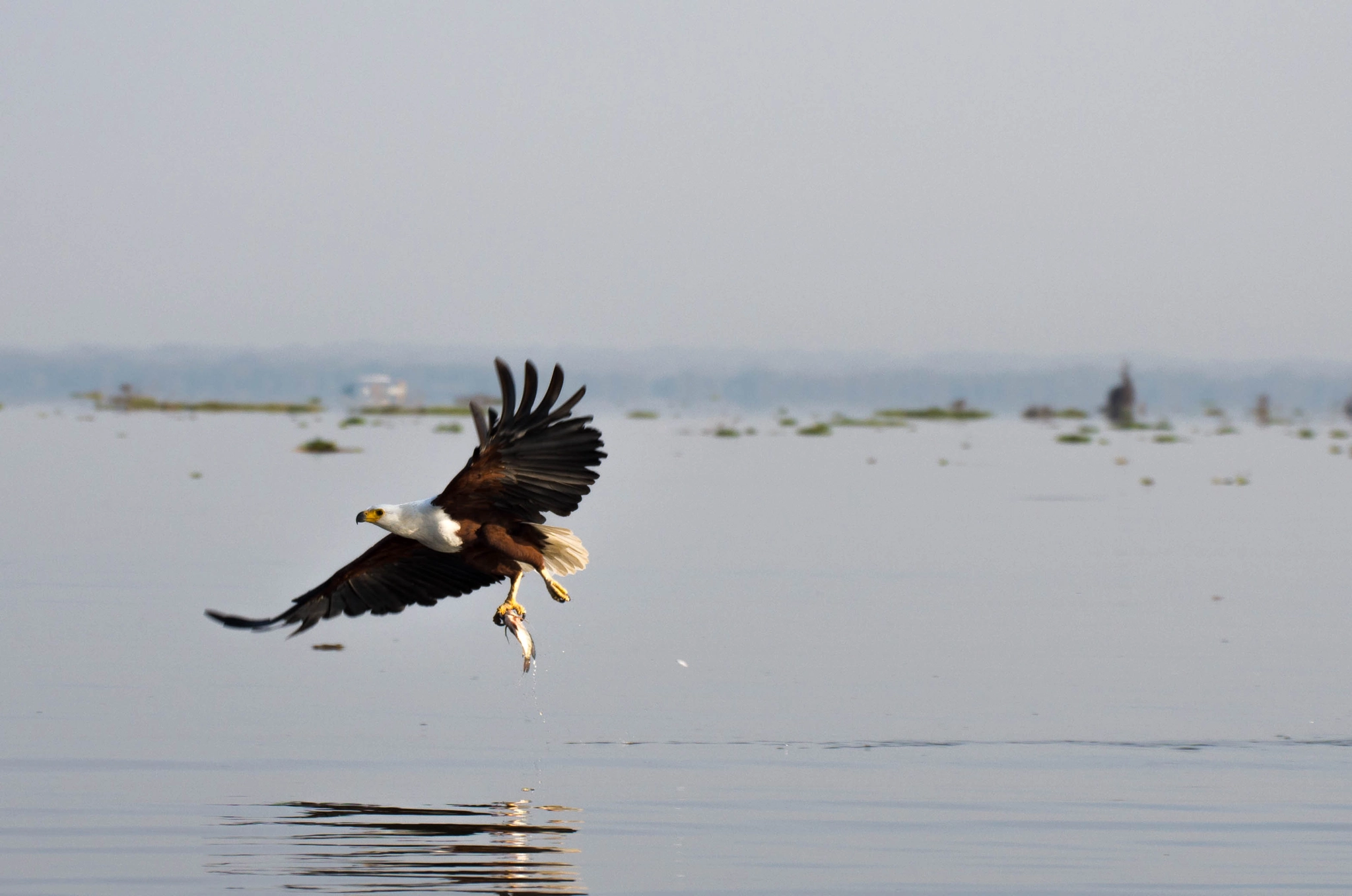 Pentax K-5 IIs + Sigma 50-500mm F4.5-6.3 DG OS HSM sample photo. Haliaeetus vocifer photography