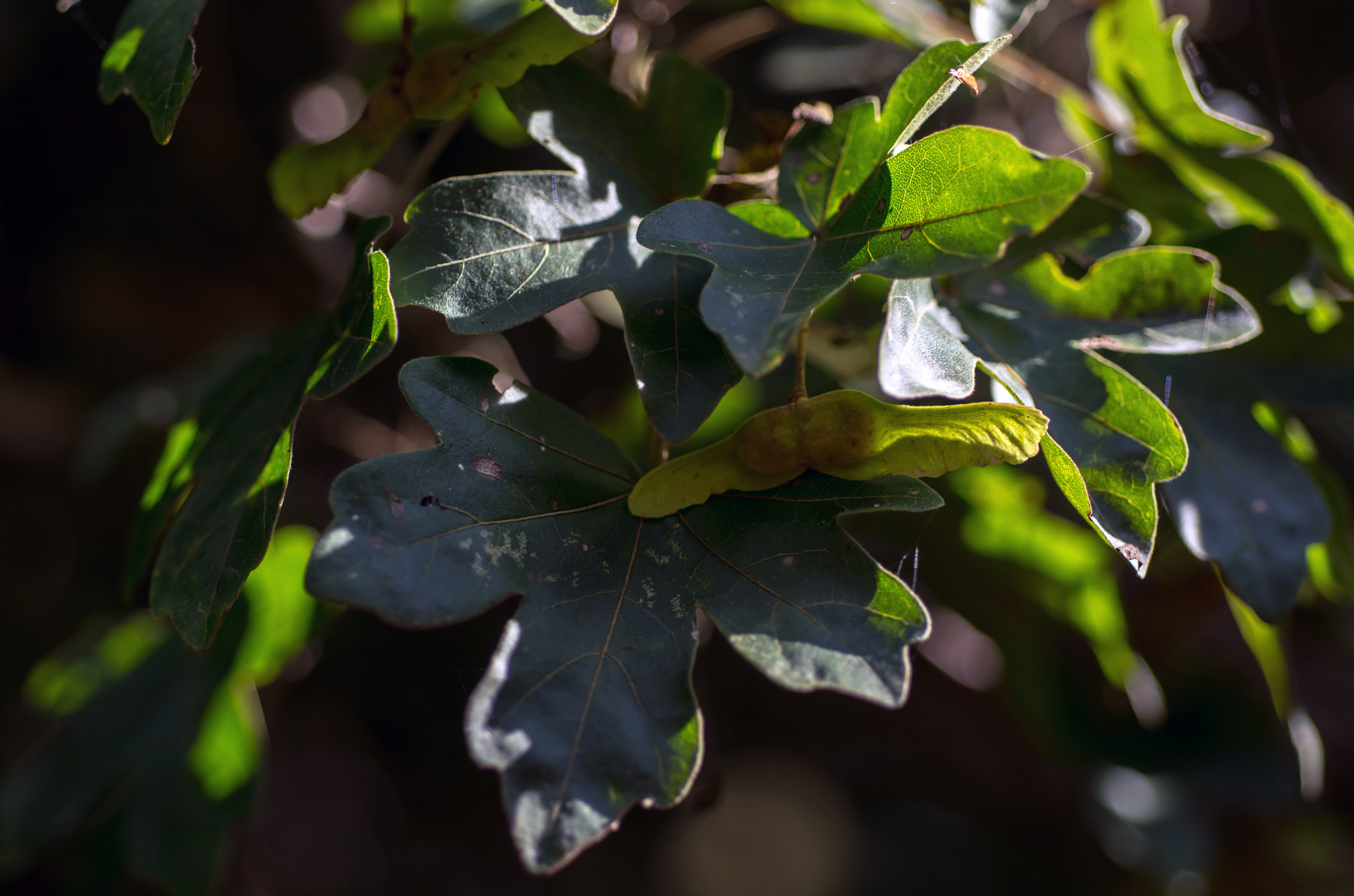 Nikon D7100 + AF Micro-Nikkor 60mm f/2.8 sample photo. Hiding its light under a bushel...... photography