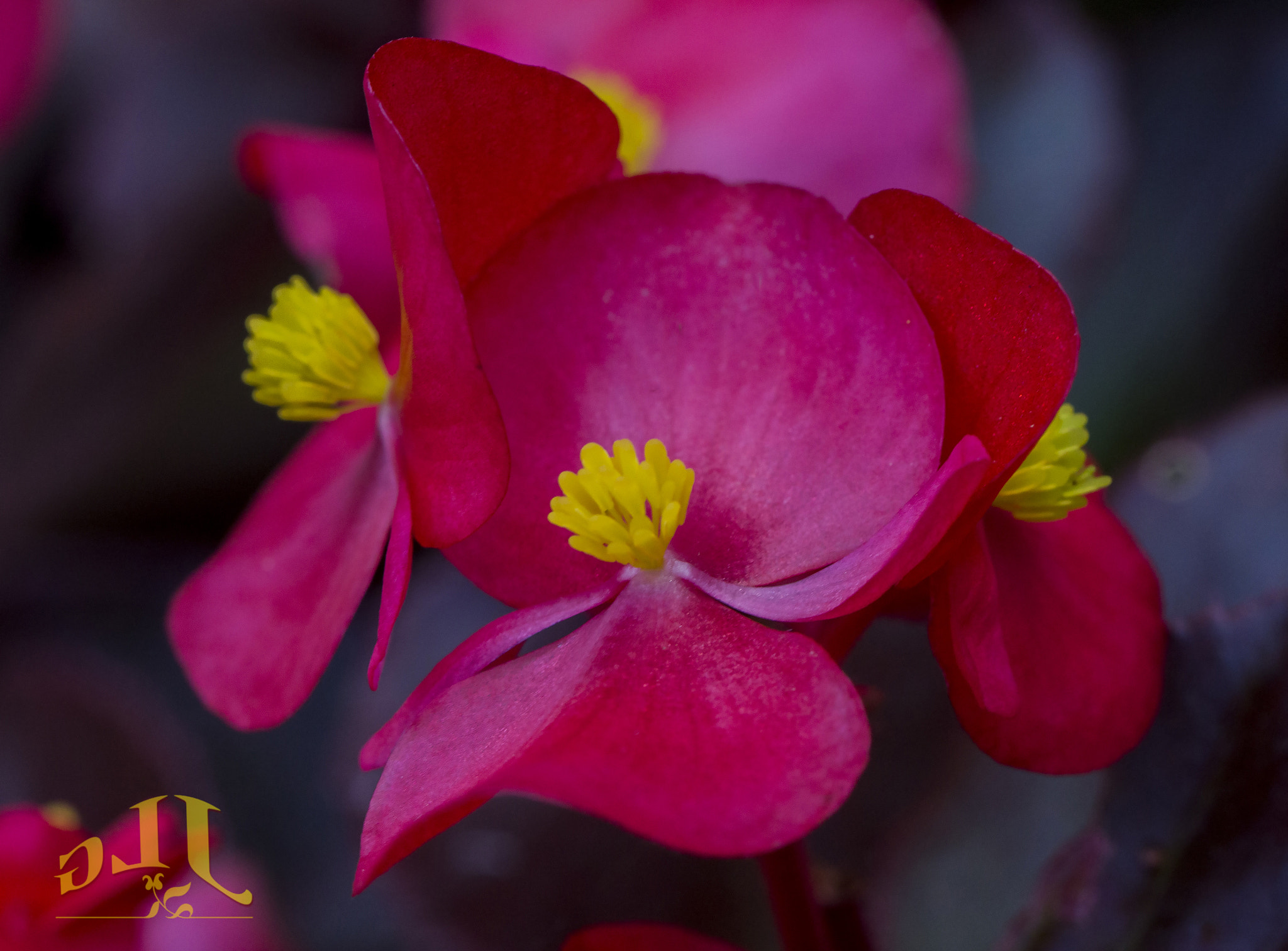 Canon EOS 650D (EOS Rebel T4i / EOS Kiss X6i) sample photo. Red & yellow photography