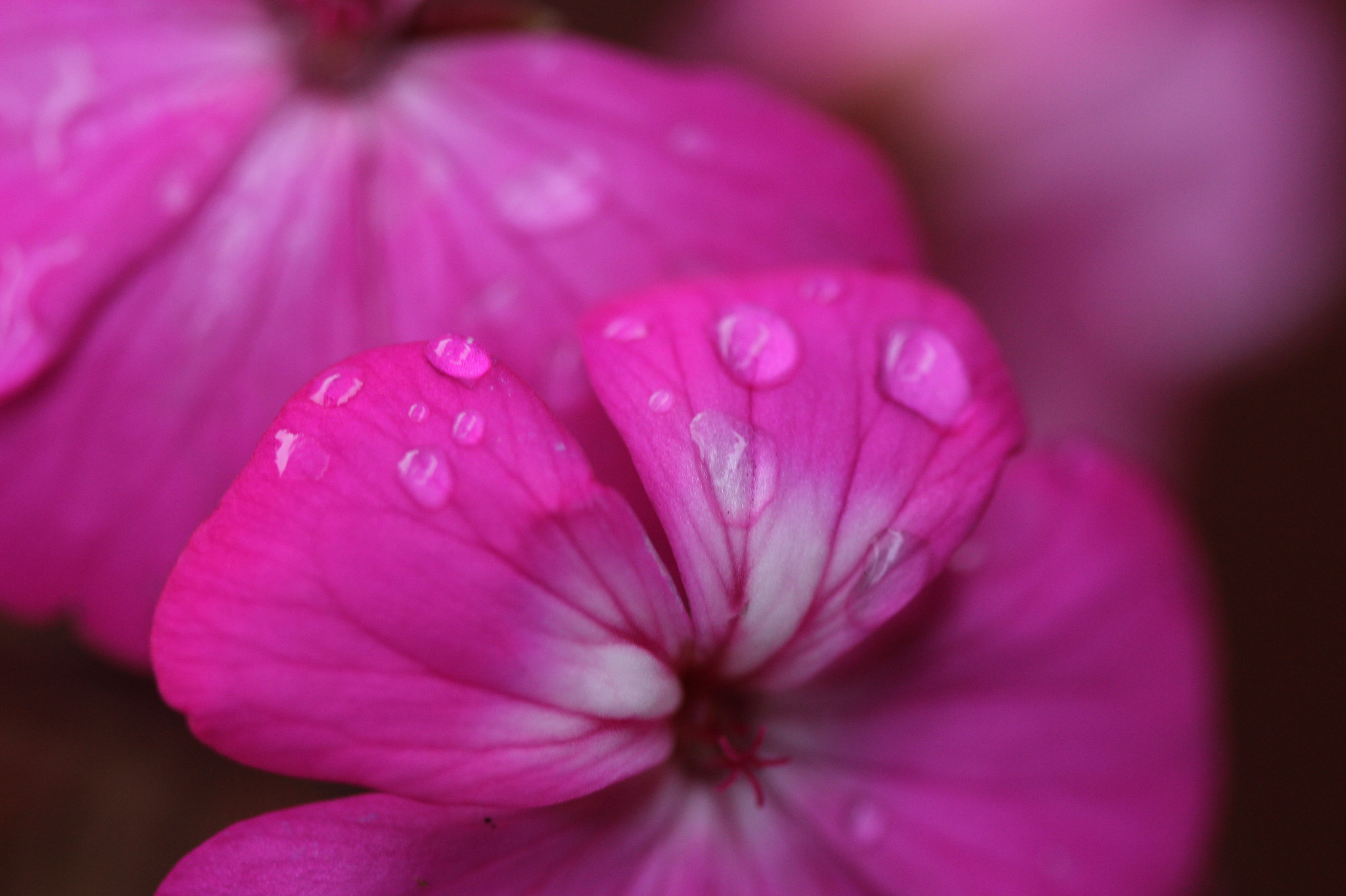 Canon EF 100mm F2.8 Macro USM sample photo. Pink splash photography