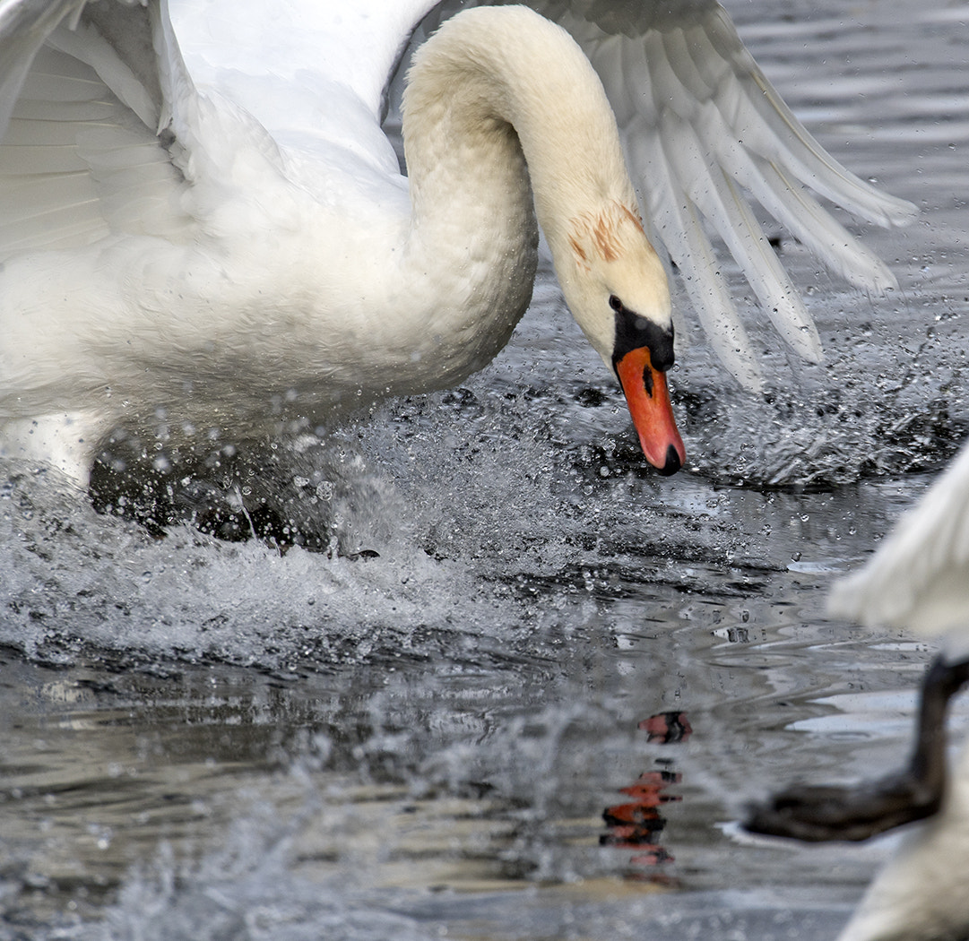 Nikon D500 + Nikon AF-S Nikkor 600mm F4D ED-IF II sample photo. Mute swan photography