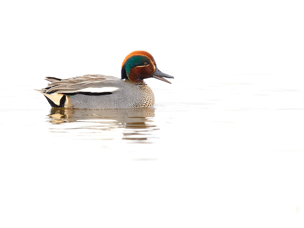 Canon EF 600mm F4L IS II USM sample photo. Common teal photography