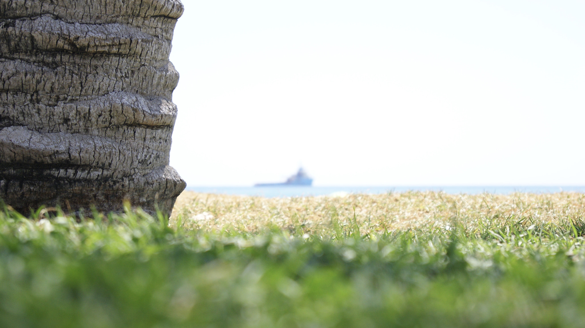 Sony DT 18-55mm F3.5-5.6 SAM II sample photo. Ship and palm photography