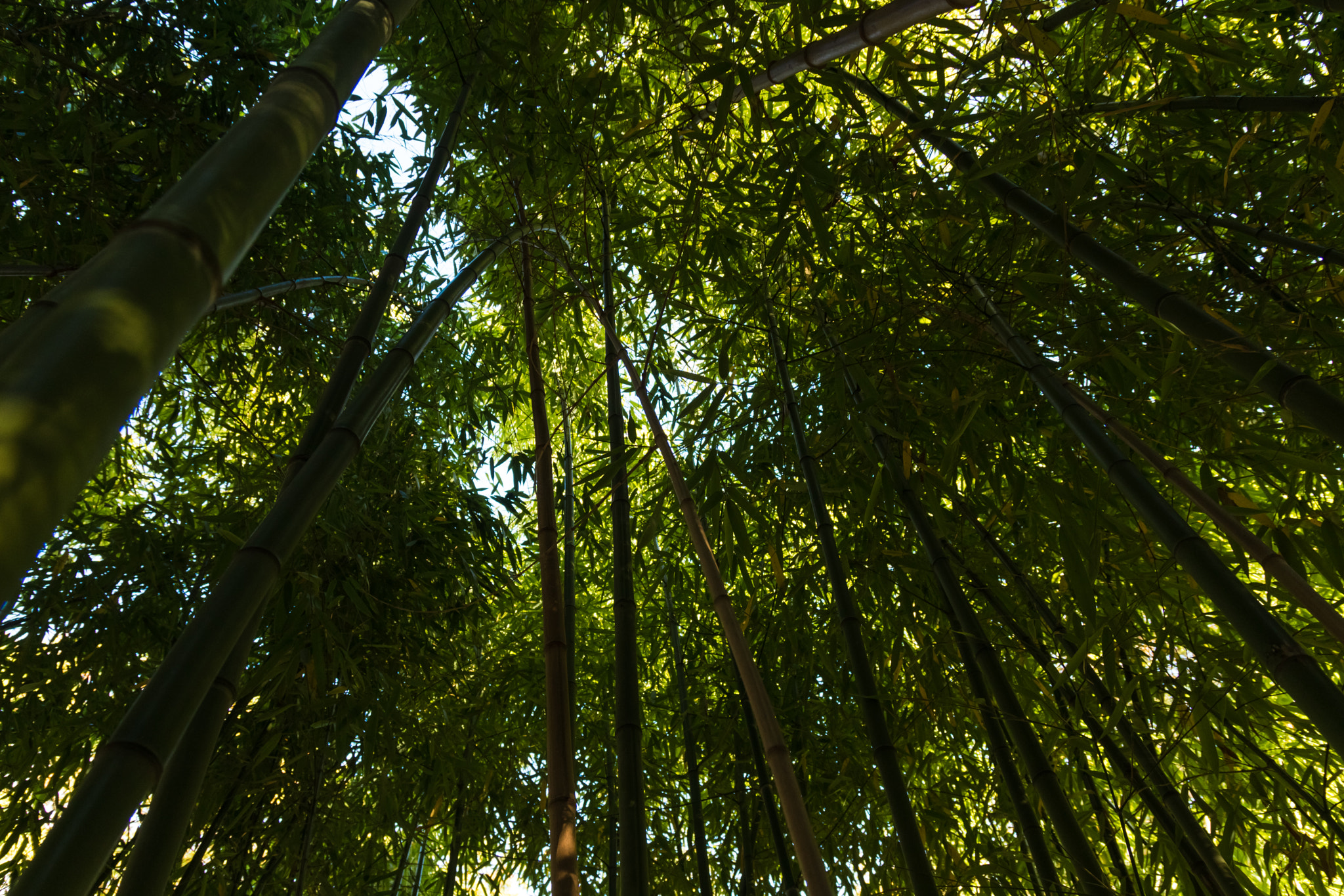 Sigma 17-70mm F2.8-4 DC Macro OS HSM sample photo. Jardin d'agronomie tropicale, vincennes photography