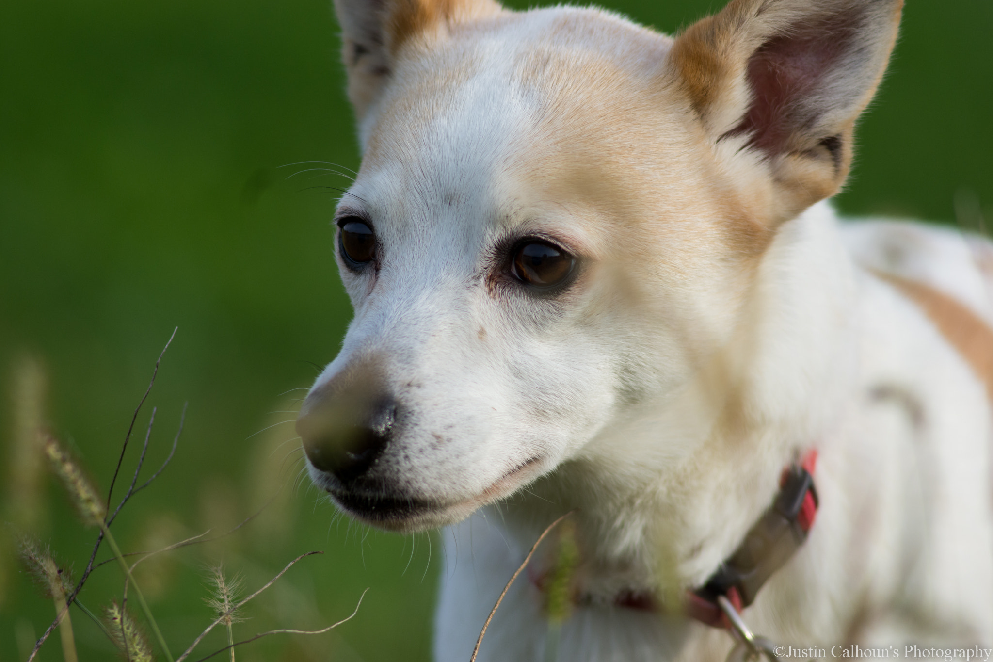 Nikon D7200 + AF Nikkor 300mm f/4 IF-ED sample photo. Hungry eyes photography