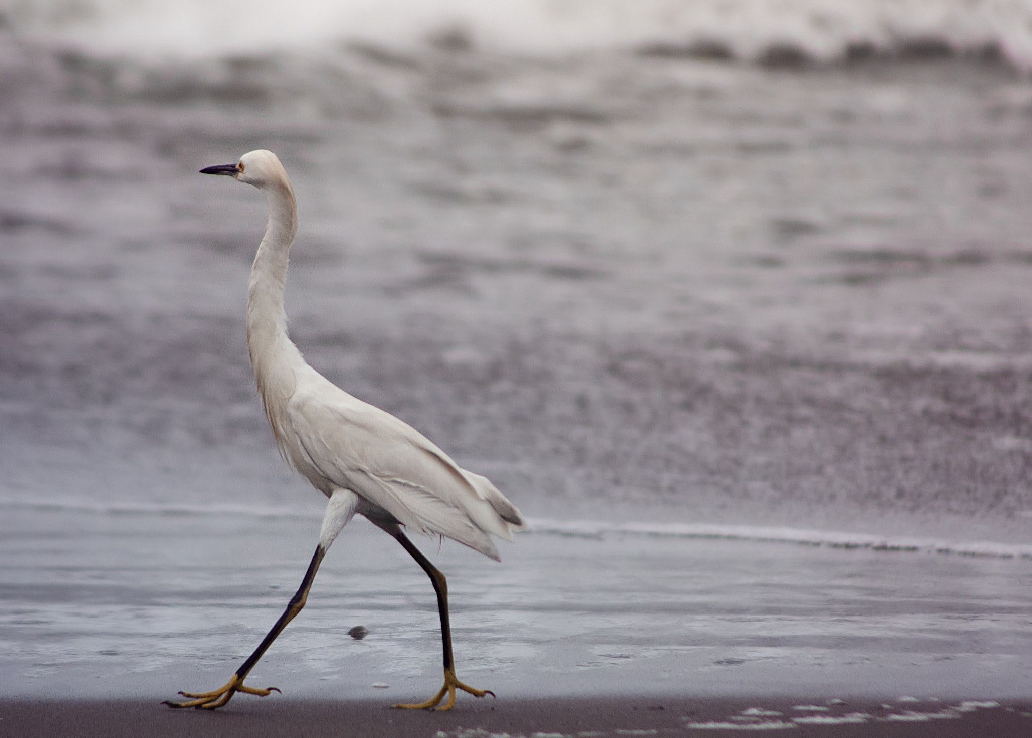 Canon EOS 40D + Canon EF 90-300mm F4.5-5.6 sample photo. Sexy legs ? photography