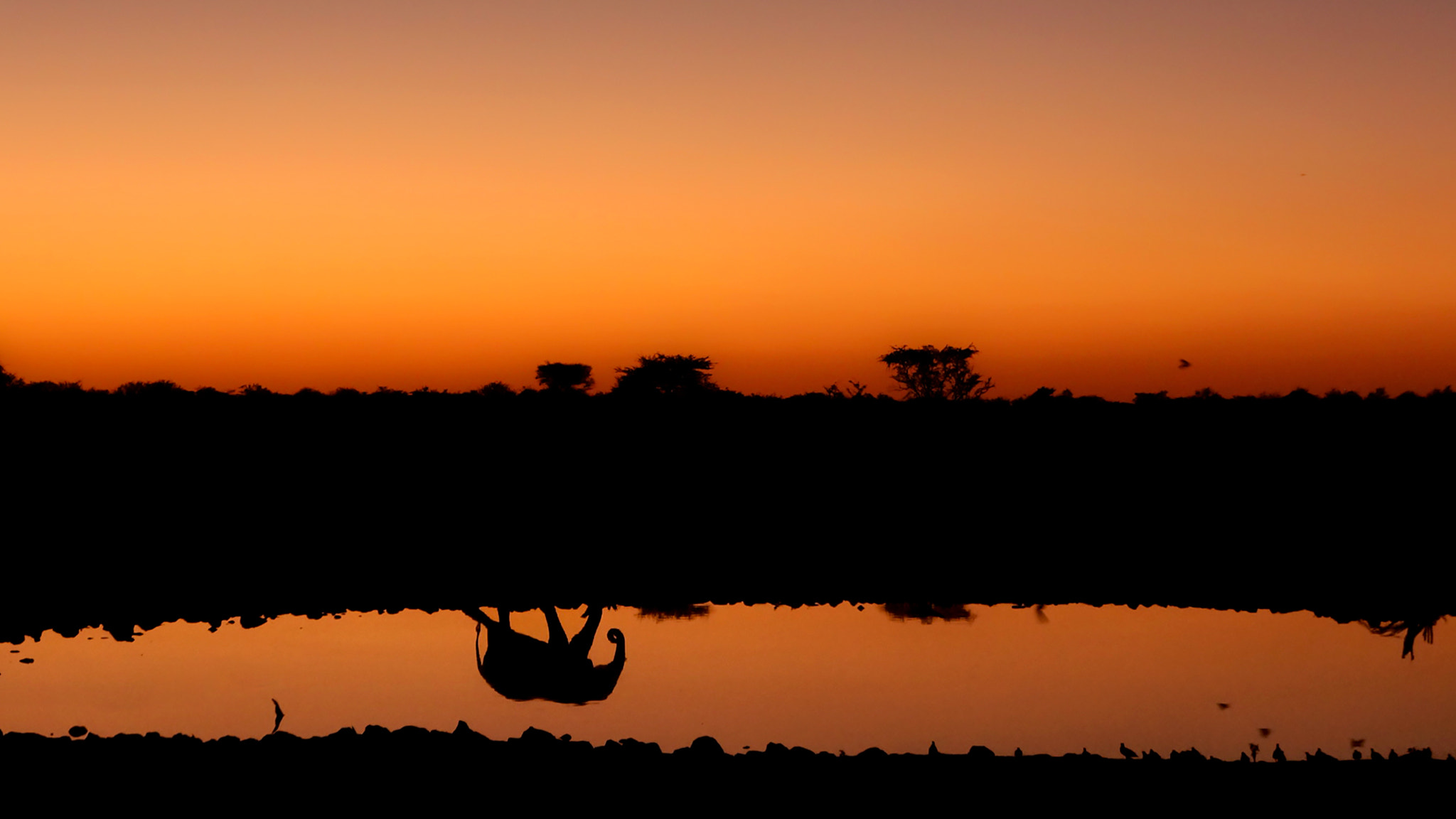 Sony Alpha NEX-6 + Sony E 18-55mm F3.5-5.6 OSS sample photo. Etosha national park, namibia photography