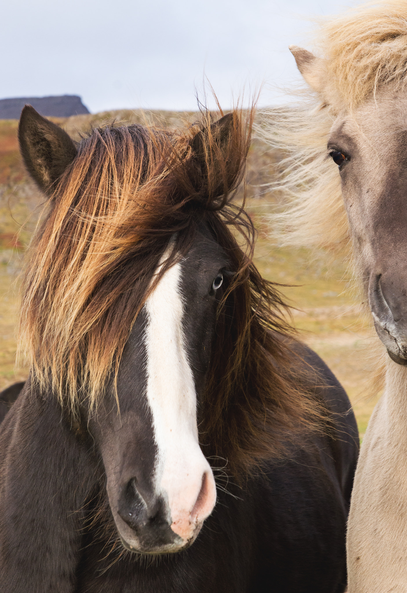 Sigma 24-70mm F2.8 EX DG HSM sample photo. Icelandic horse photography