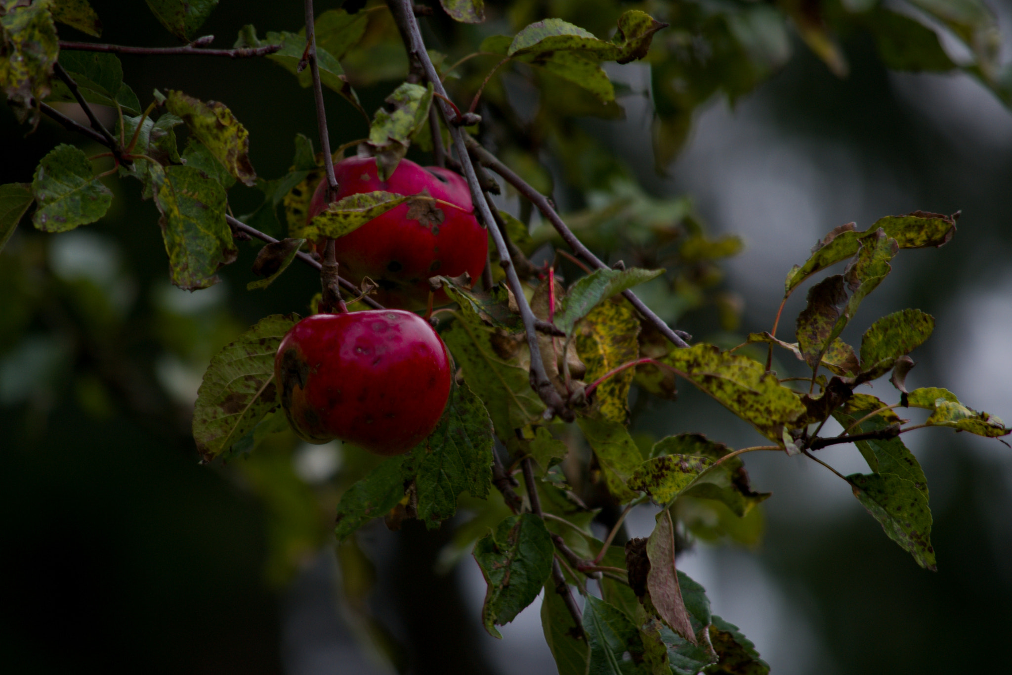 55.00 - 300.00 mm f/4.5 - 5.6 sample photo. Last apples  photography