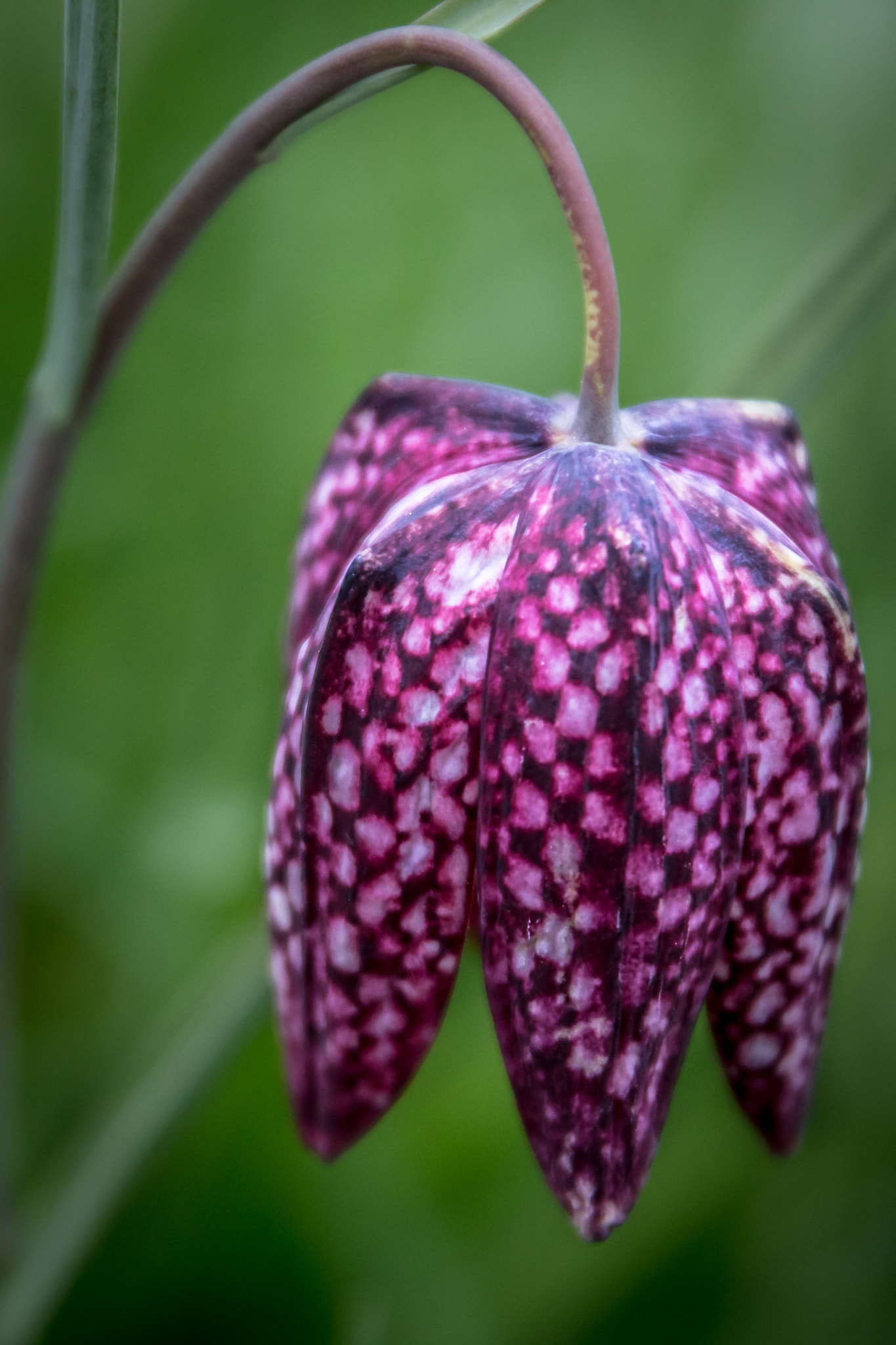 Canon EOS 70D + Sigma 24-105mm f/4 DG OS HSM | A sample photo. Hanging flower photography