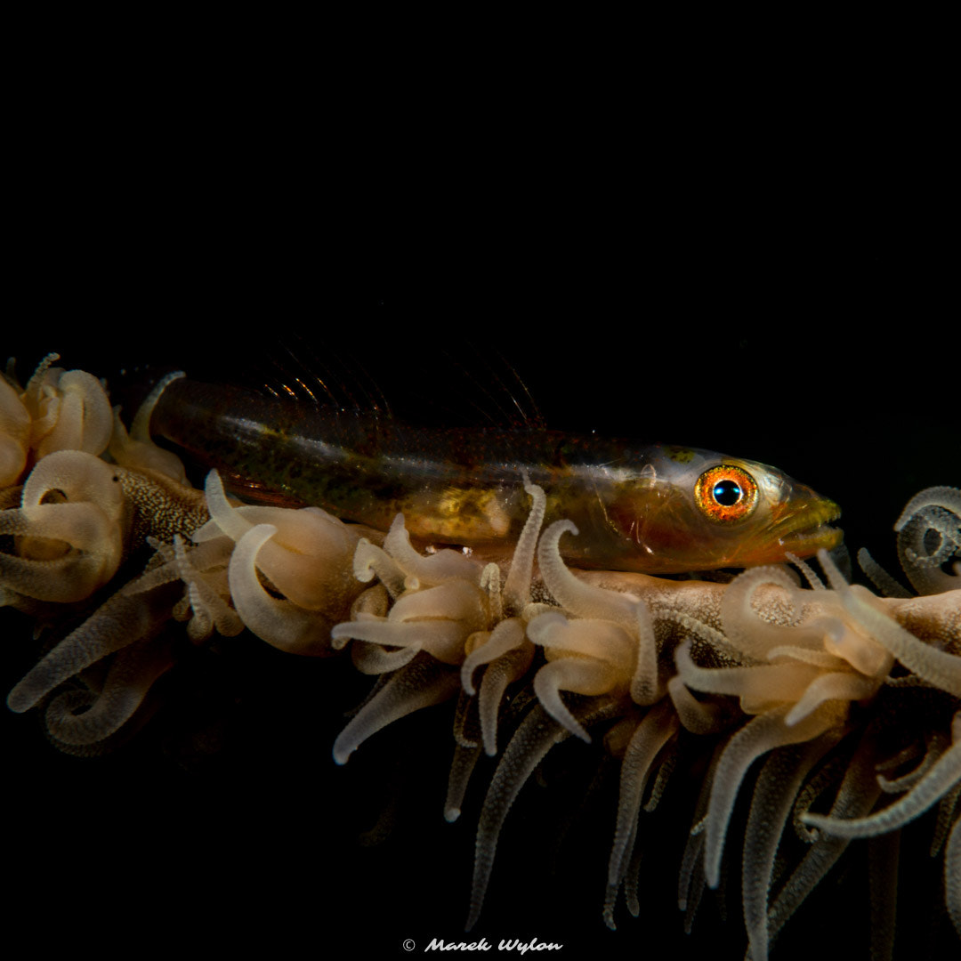 Nikon AF-S Micro-Nikkor 60mm F2.8G ED sample photo. Ghostgoby | fiji | 2014.10.31 photography