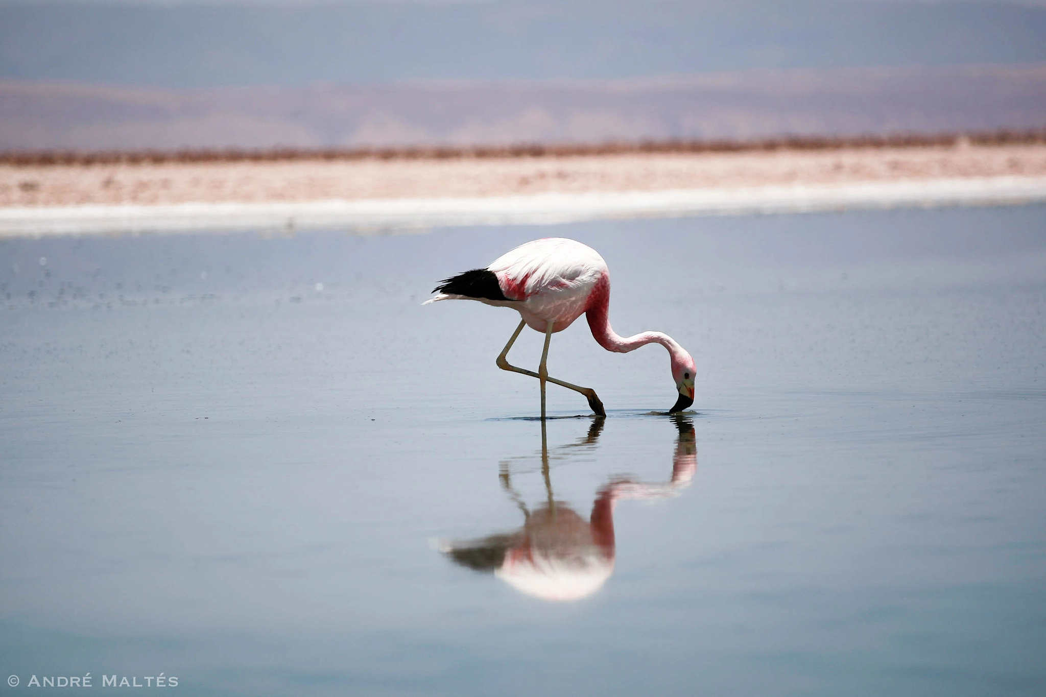 Canon EOS-1D Mark III sample photo. San pedro de atacama, chile photography