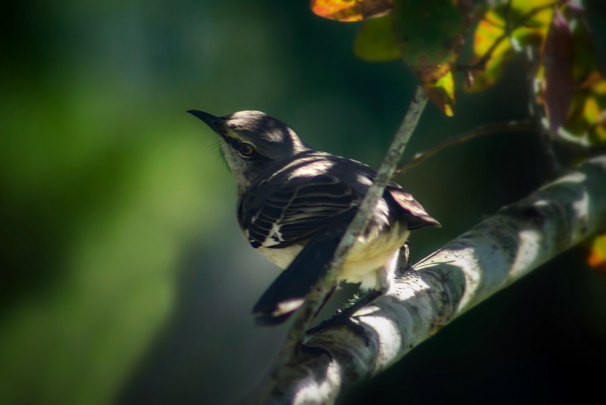 Canon EF75-300mm f/4-5.6 sample photo. Mockingbird photography