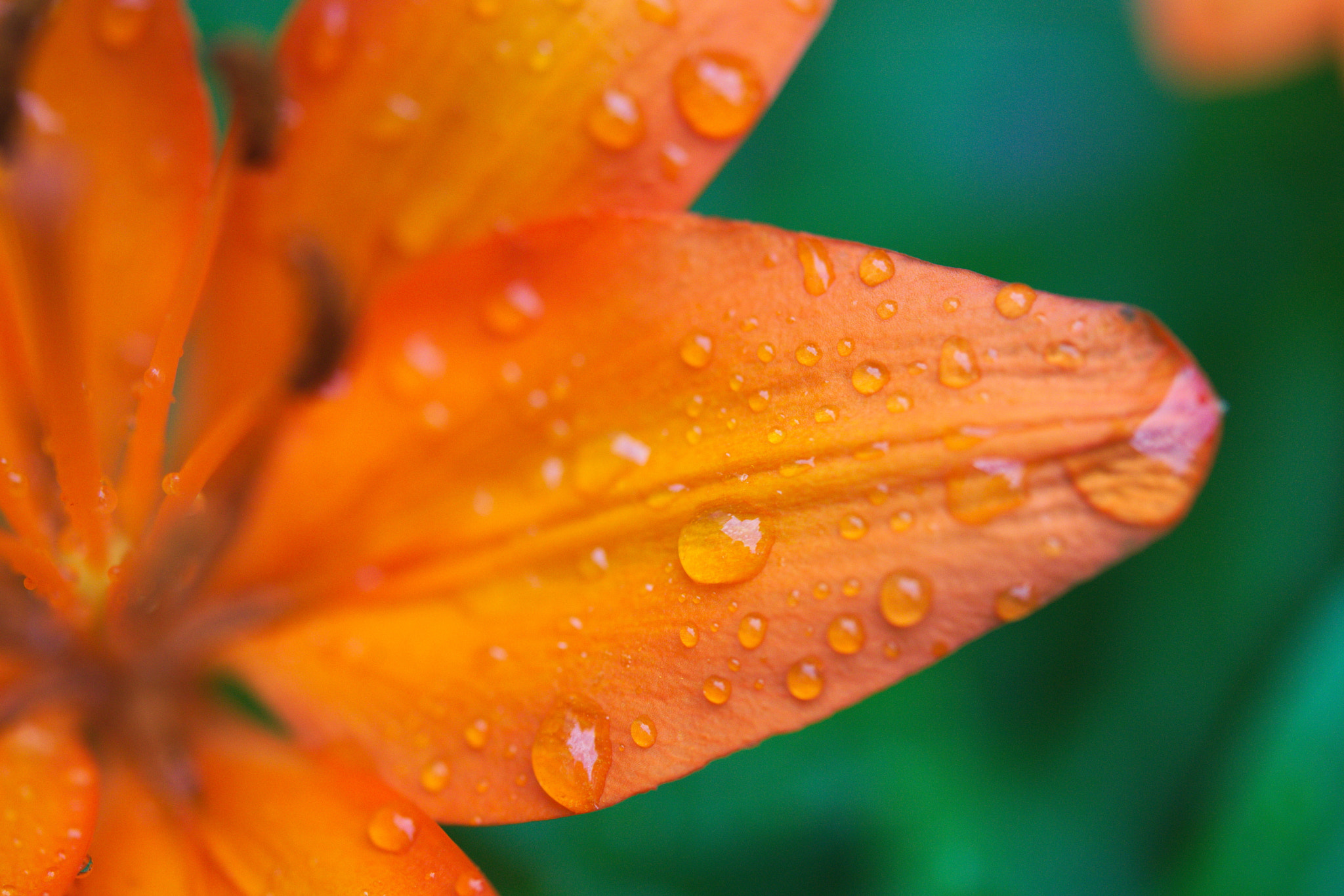 Nikon D5300 sample photo. Rain on a lily: petals photography