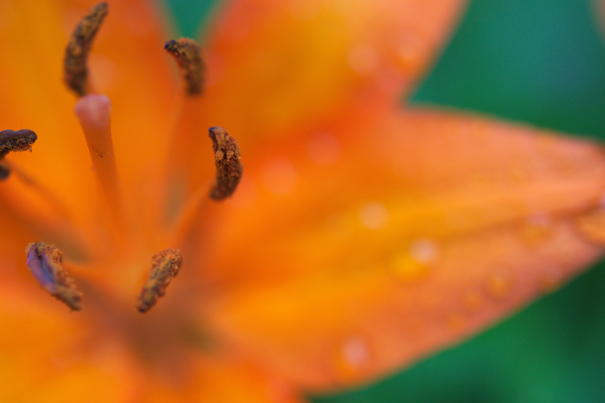 Nikon D5300 sample photo. Rain on a lily: stamen photography