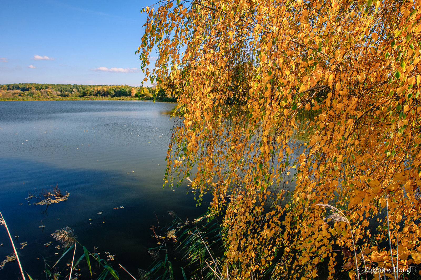 Nikon D700 + Sigma 24mm F1.8 EX DG Aspherical Macro sample photo. Golden leaves photography