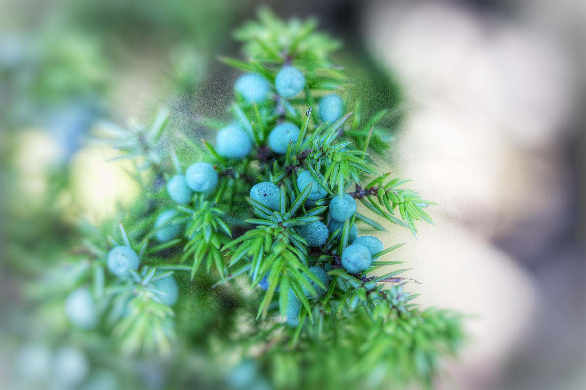 Canon EF-S 60mm F2.8 Macro USM sample photo. Juniper berries photography