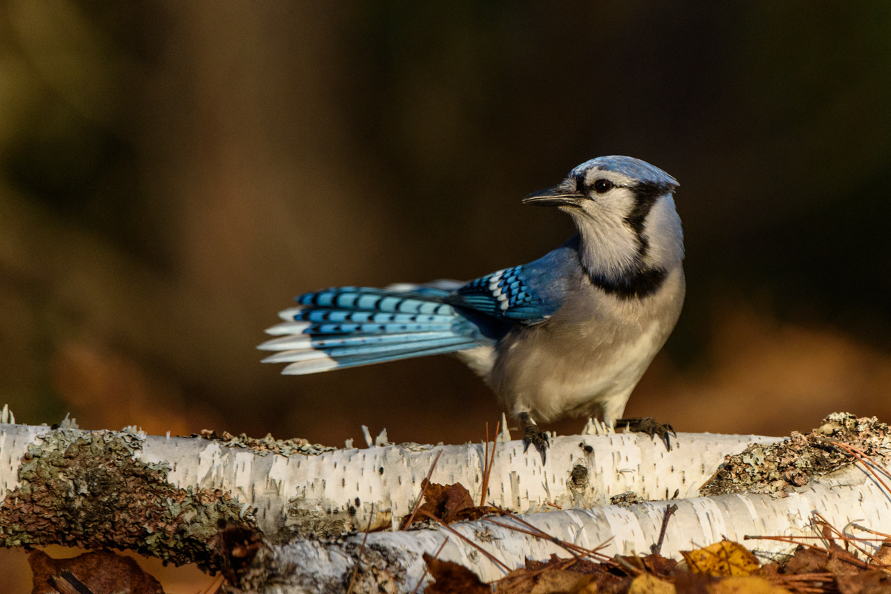 Nikon D750 + Nikon AF-S Nikkor 500mm F4G ED VR sample photo. Ready to flee - blue jay photography