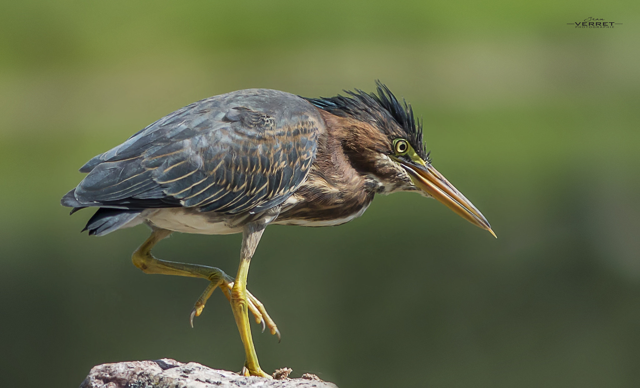 Canon EOS 600D (Rebel EOS T3i / EOS Kiss X5) + Canon EF 300mm F4L IS USM sample photo. Green heron photography