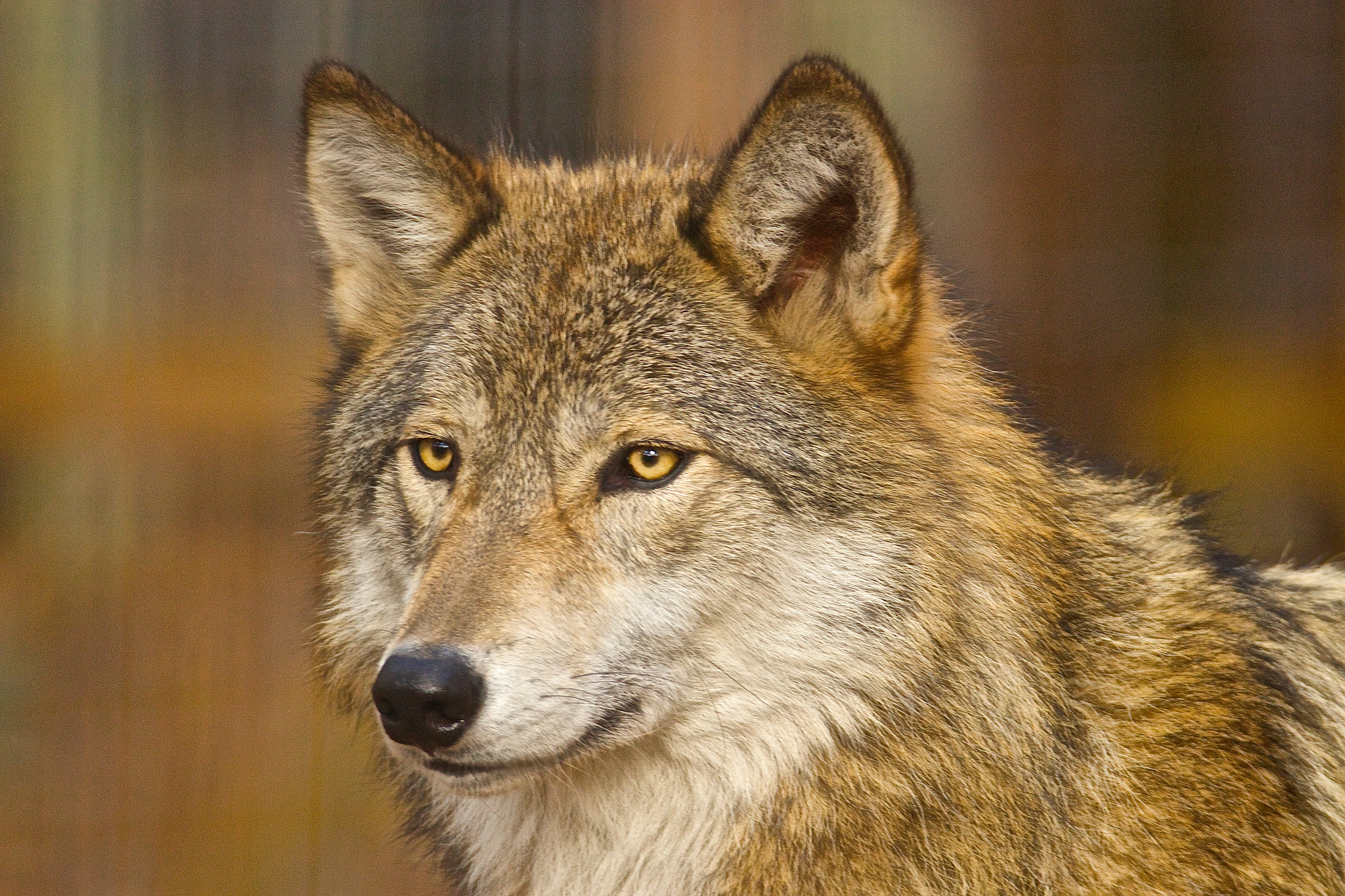 Tamron SP 150-600mm F5-6.3 Di VC USD sample photo. Kiska photography