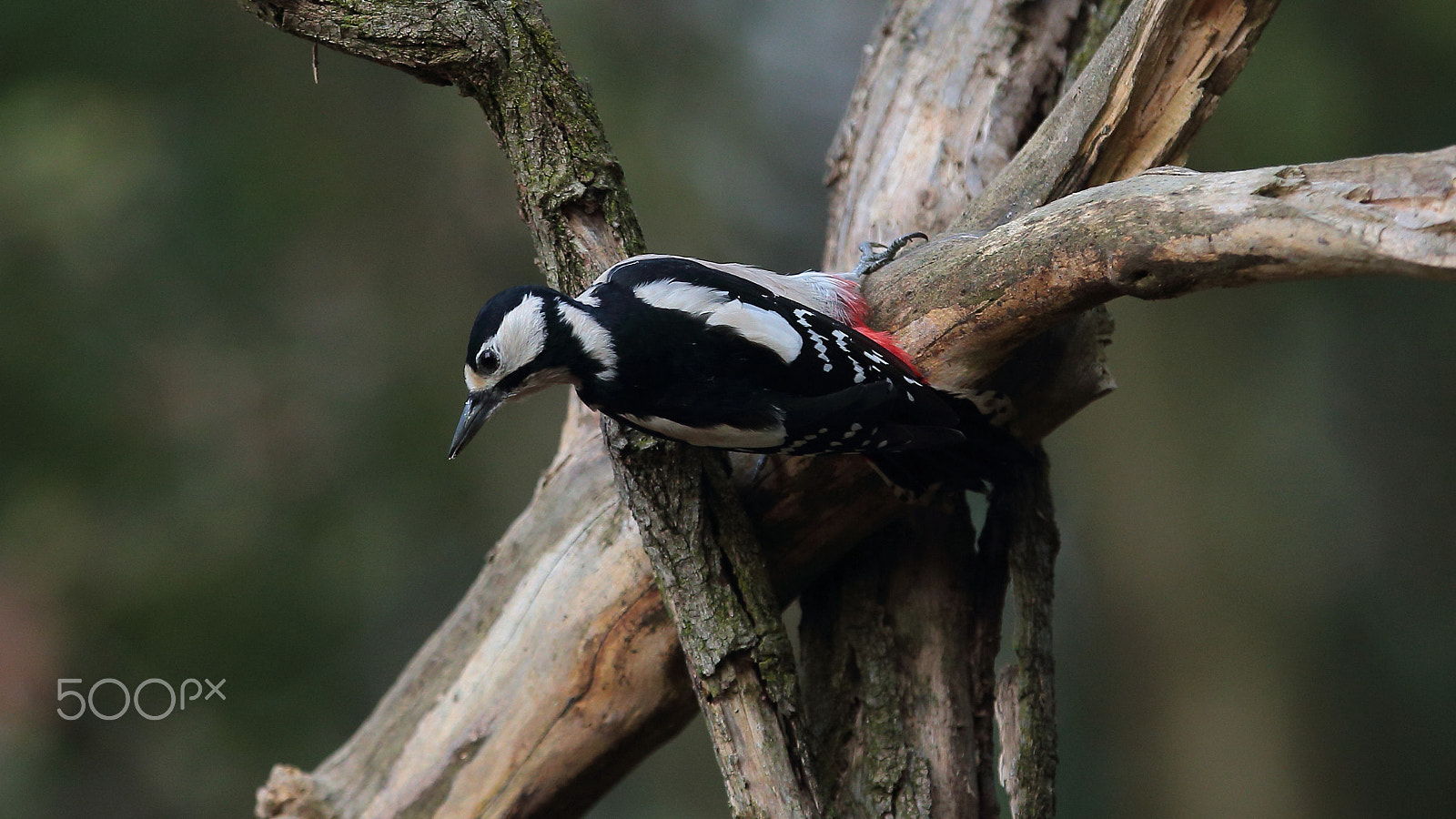 Canon EOS-1D X sample photo. Woody photography