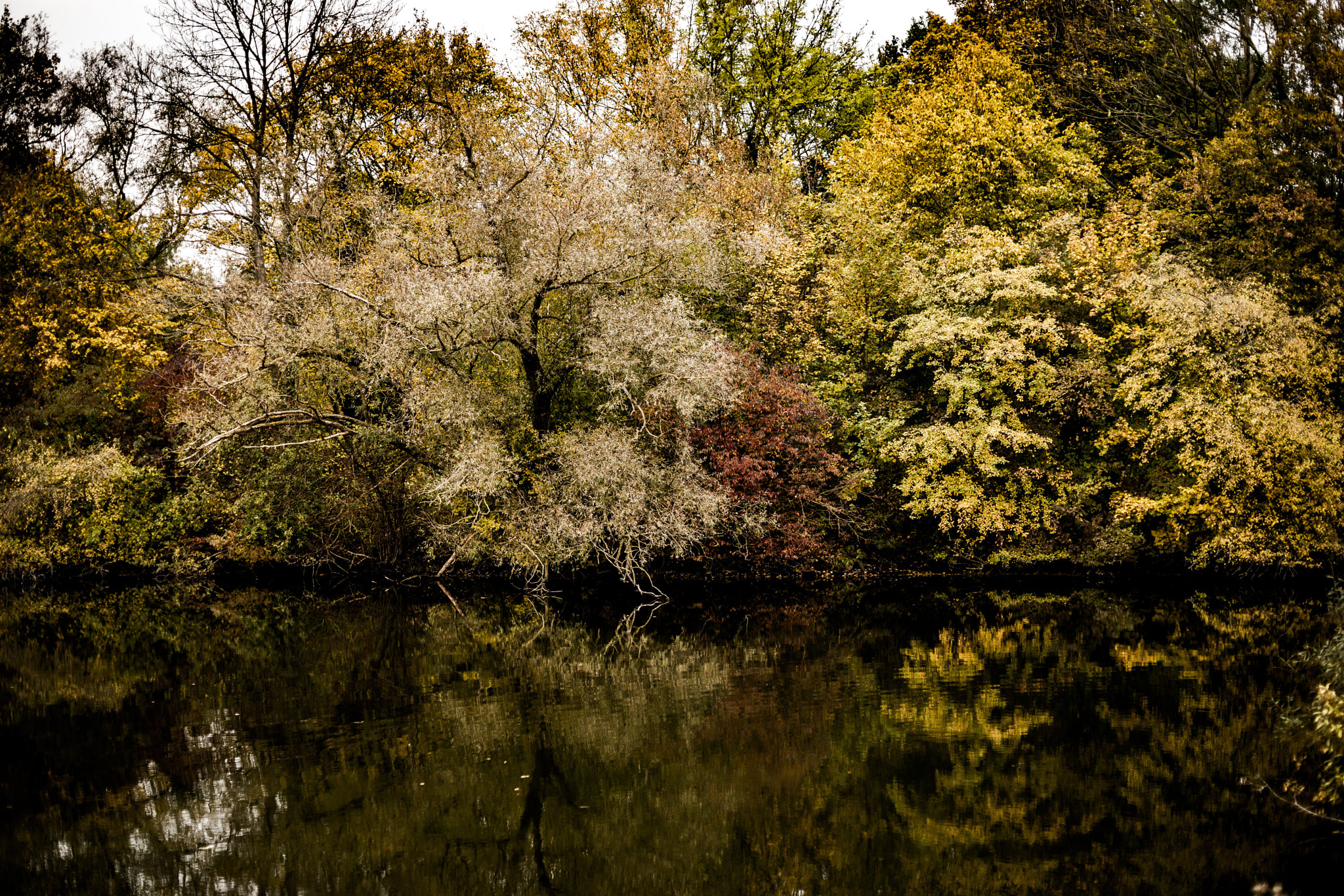 Sony a99 II + Sony 50mm F1.4 sample photo. Herbstidylle am teich  photography
